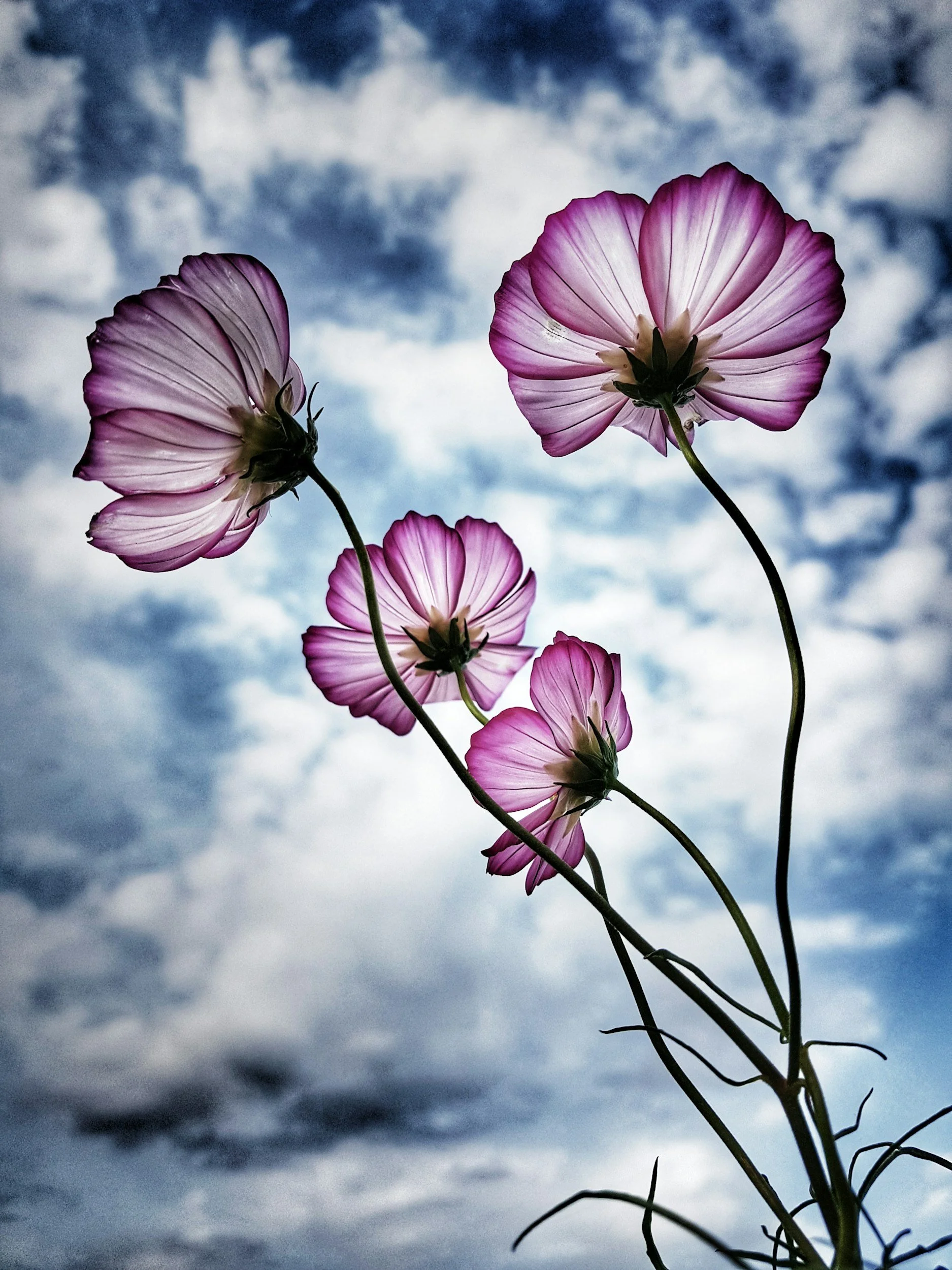 Pink and white flowers with thin dark stems against a cloudy sky.