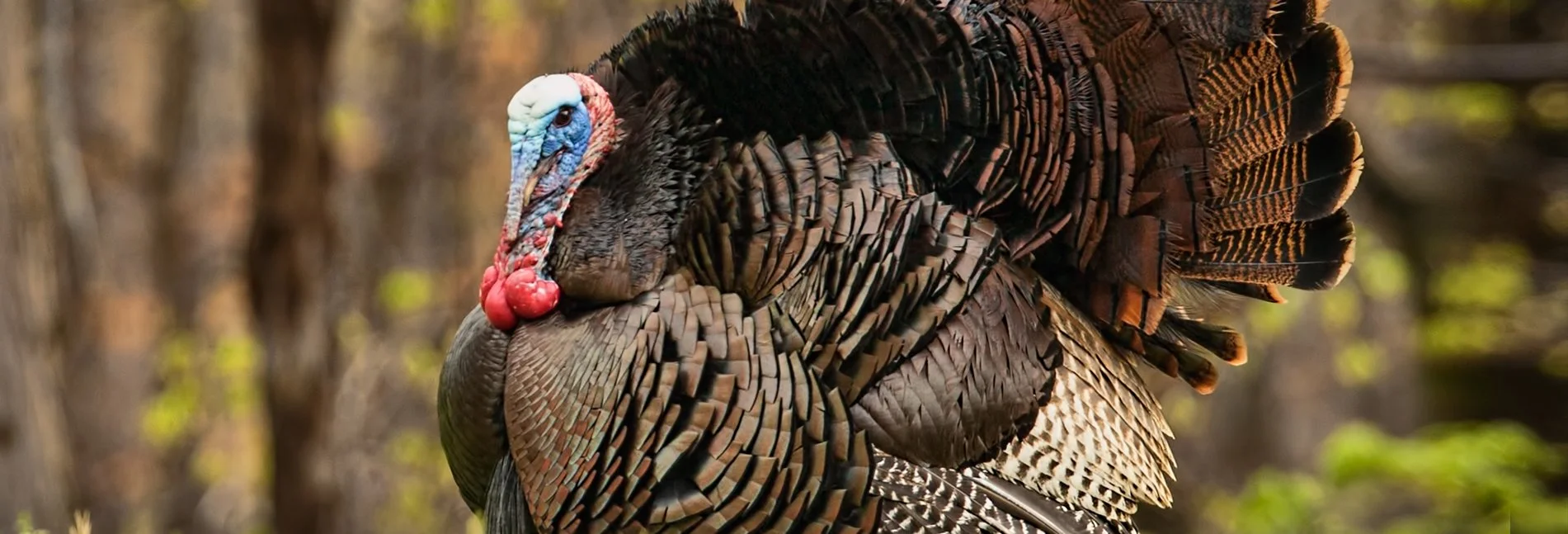 turkey1.jpg