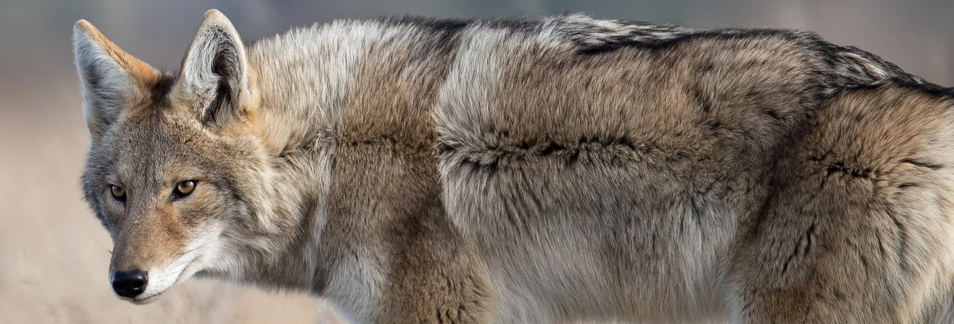 COYOTE1.jpg