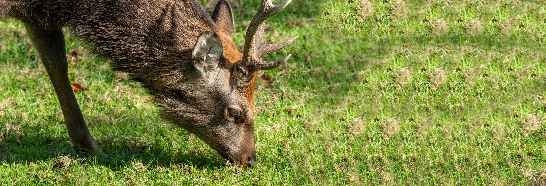 sika1.jpg