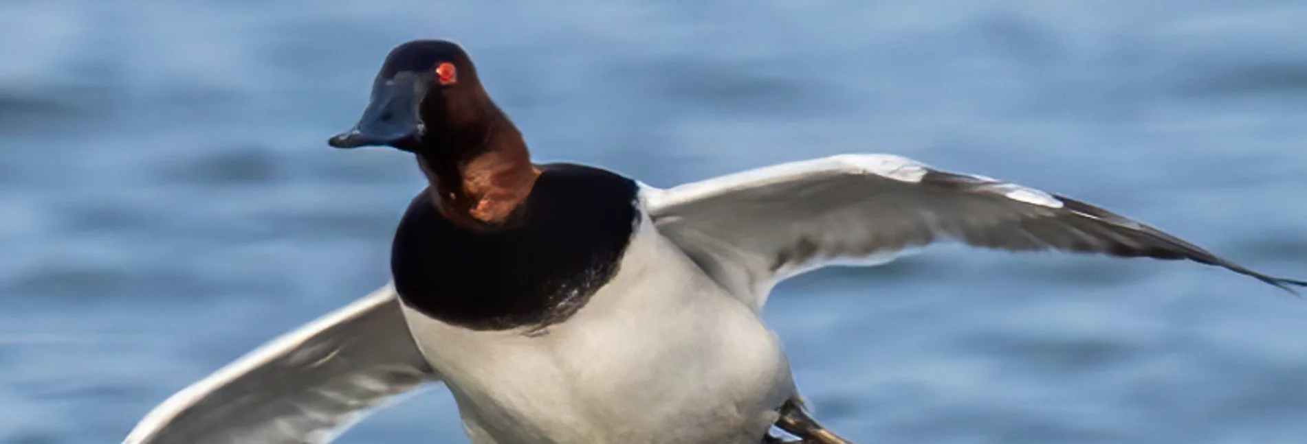 DUCK.jpg