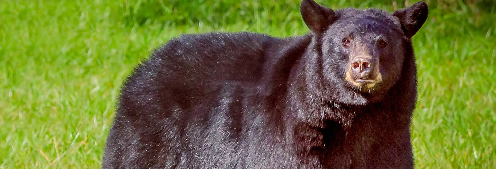 BEAR.jpg