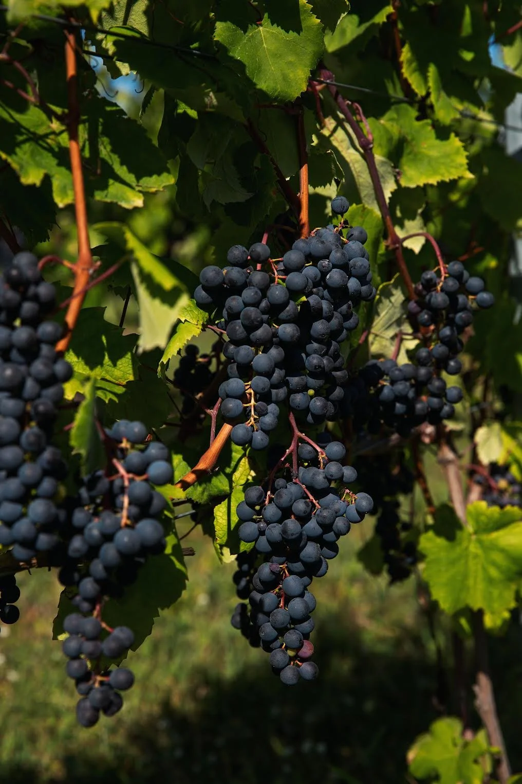 Teroldego Grape Harvest