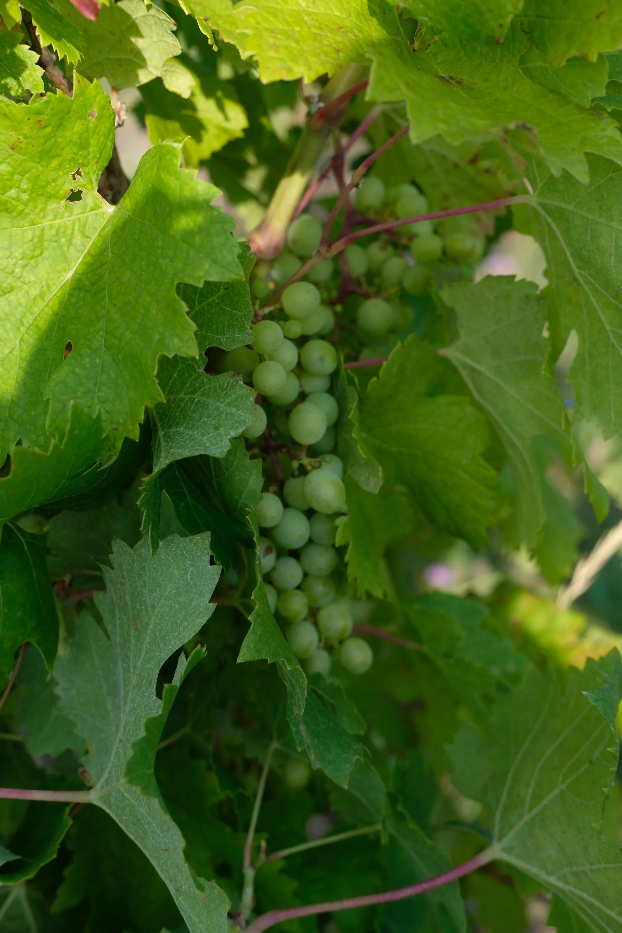 White Grape Havest