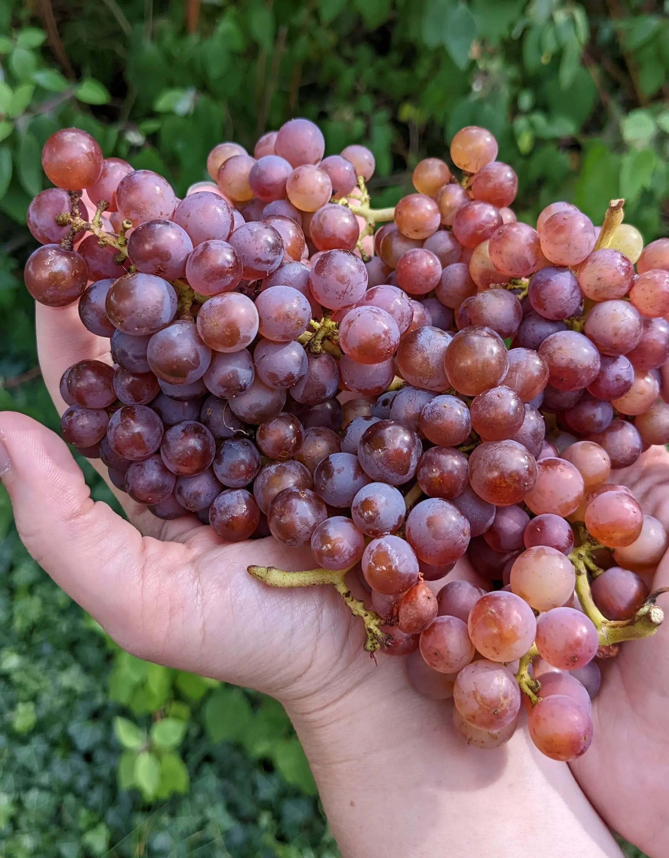 Pinot Gris Grape Harvest