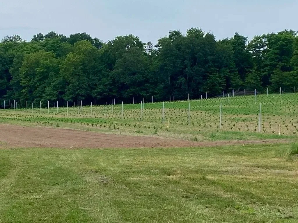 Pinot Noir and Merlot