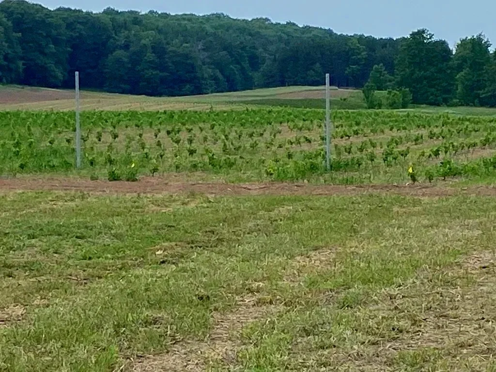Our Vineyard Early Days