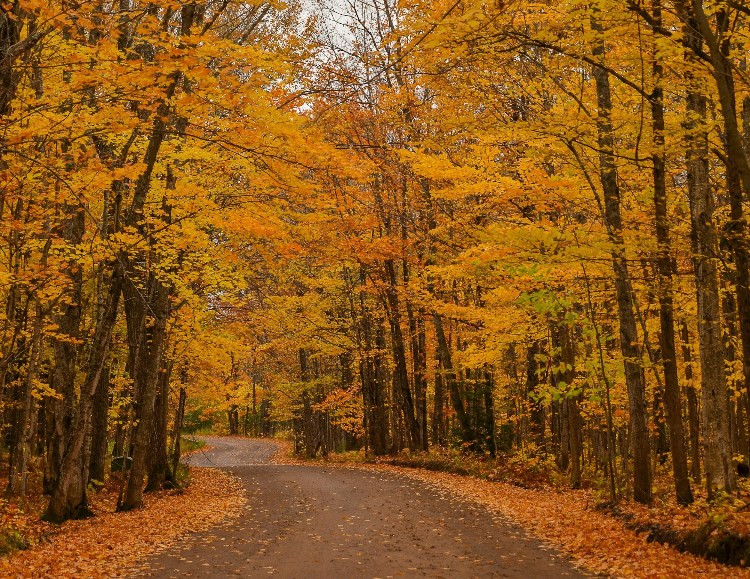 An Eater’s Guide to Fall Color in Northern Michigan