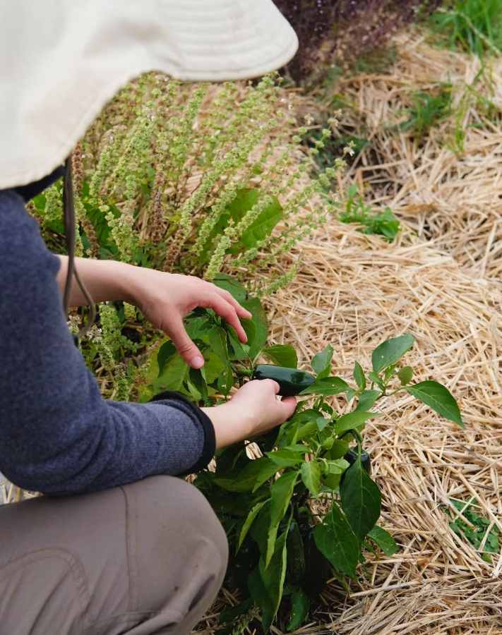 An Interview with Laurel Huntoon, Gilchrist Farm Winery Soil Scientist