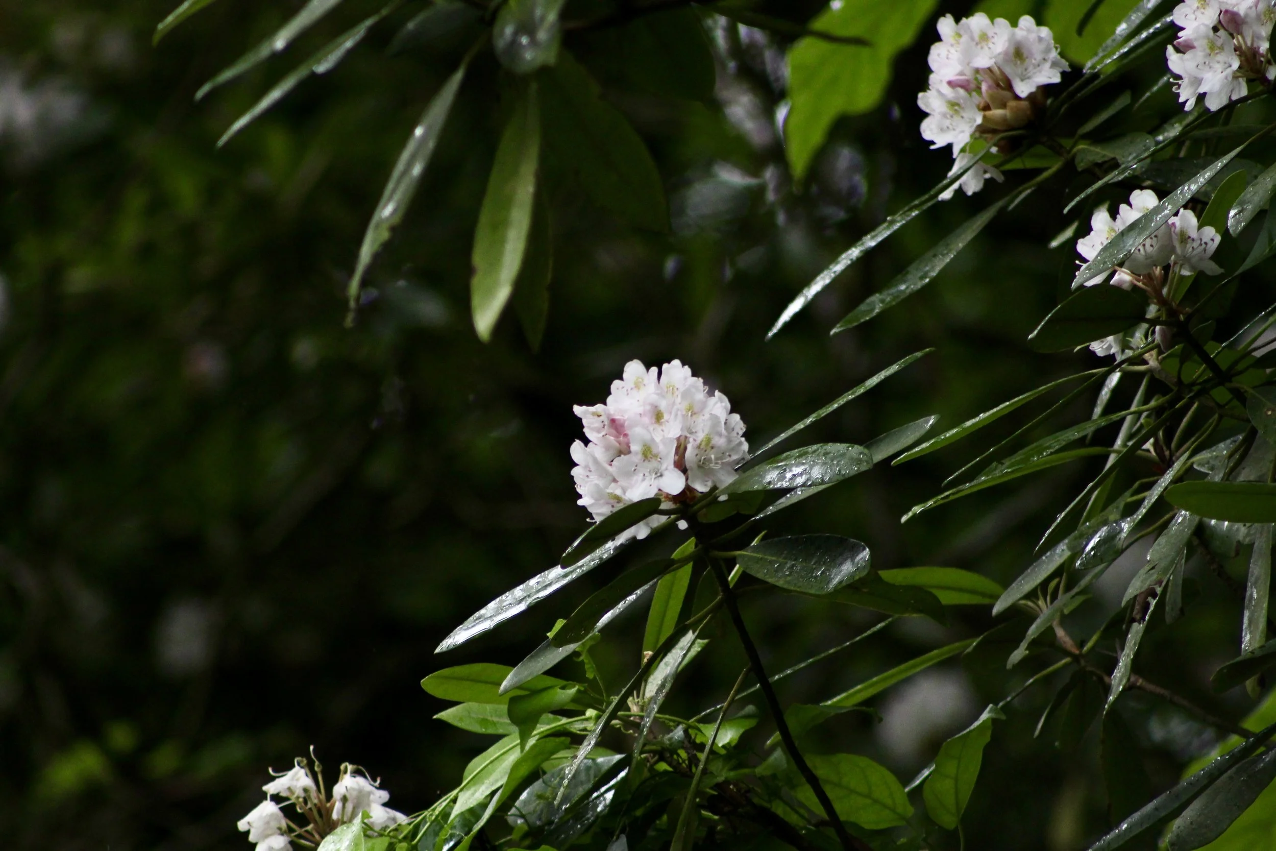 IMG_9190.jpeg