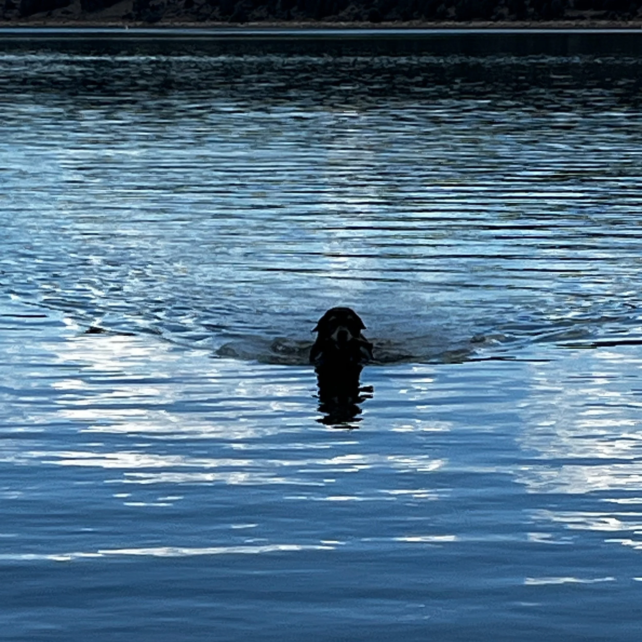 Gibby Still Swimming