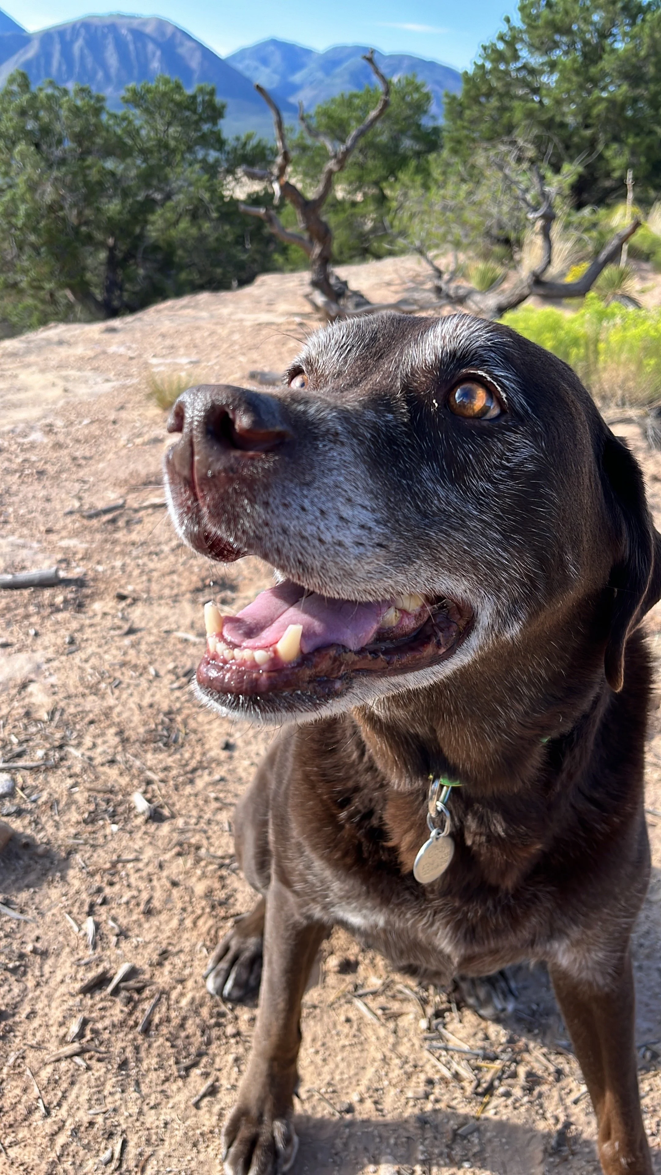 Top Ten Ways an Elderly Chocolate Lab Lives the Blue Zones
