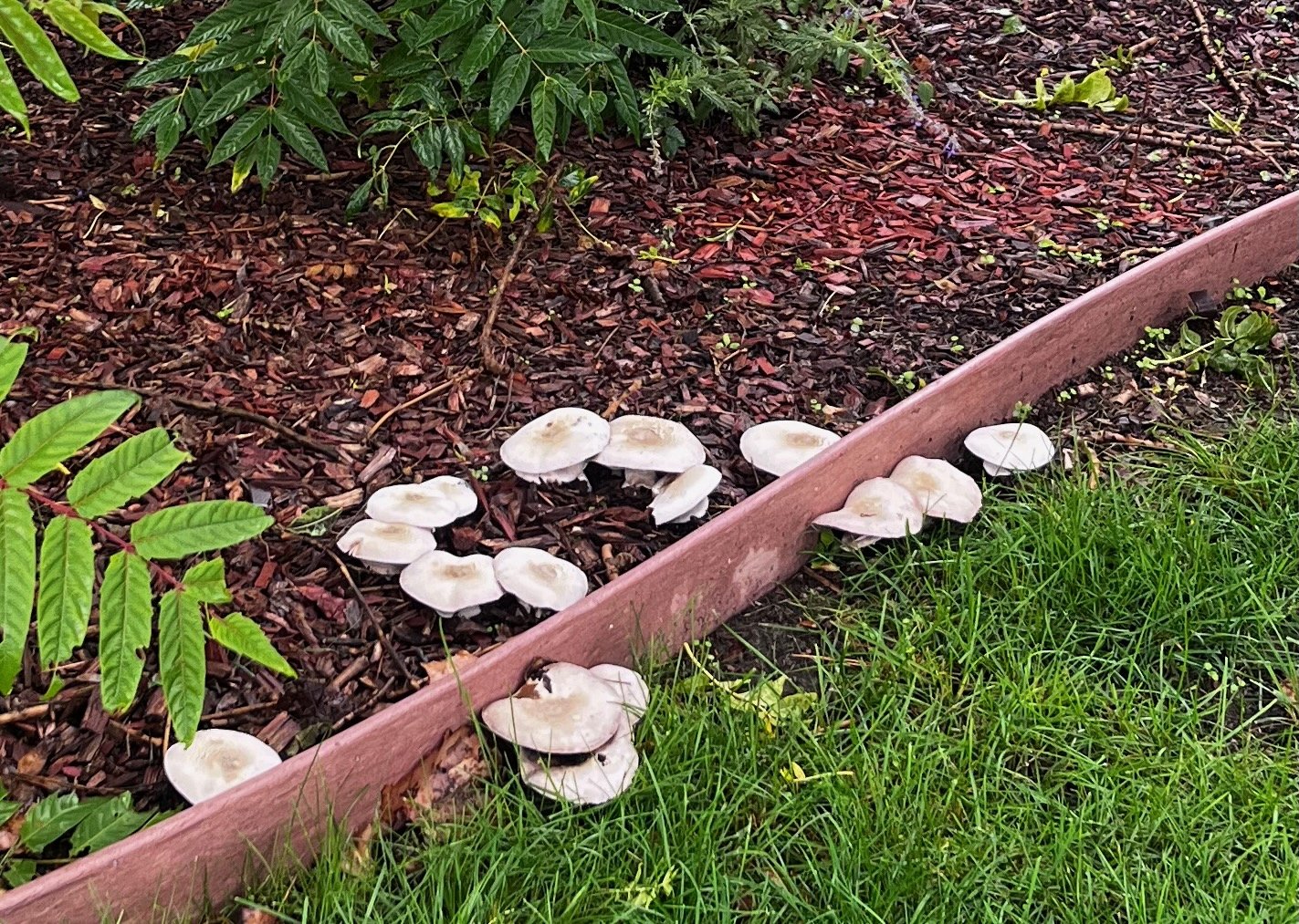 Lots of mushrooms.