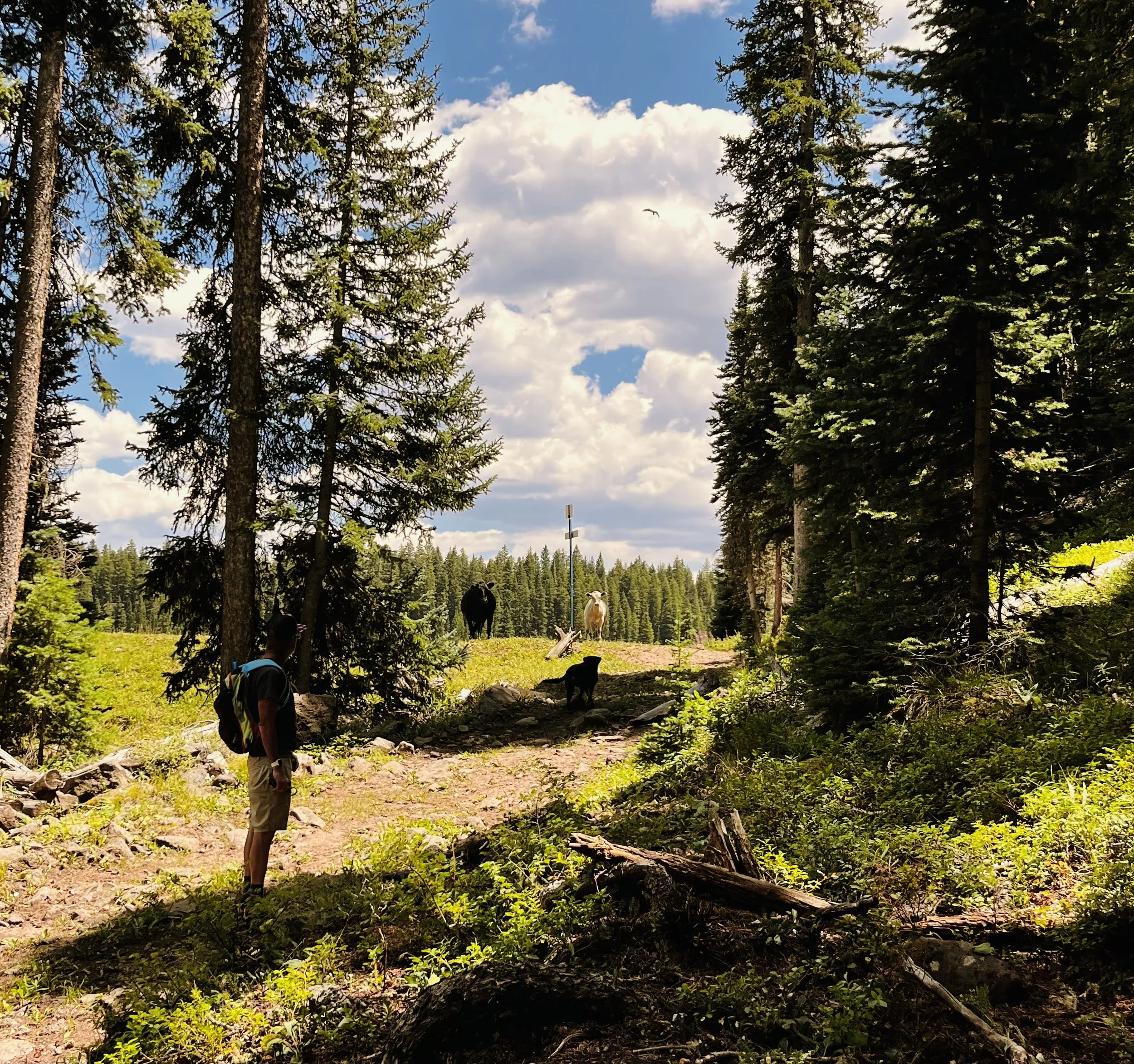 Hiking on the Grand Mesa, Delta County, CO