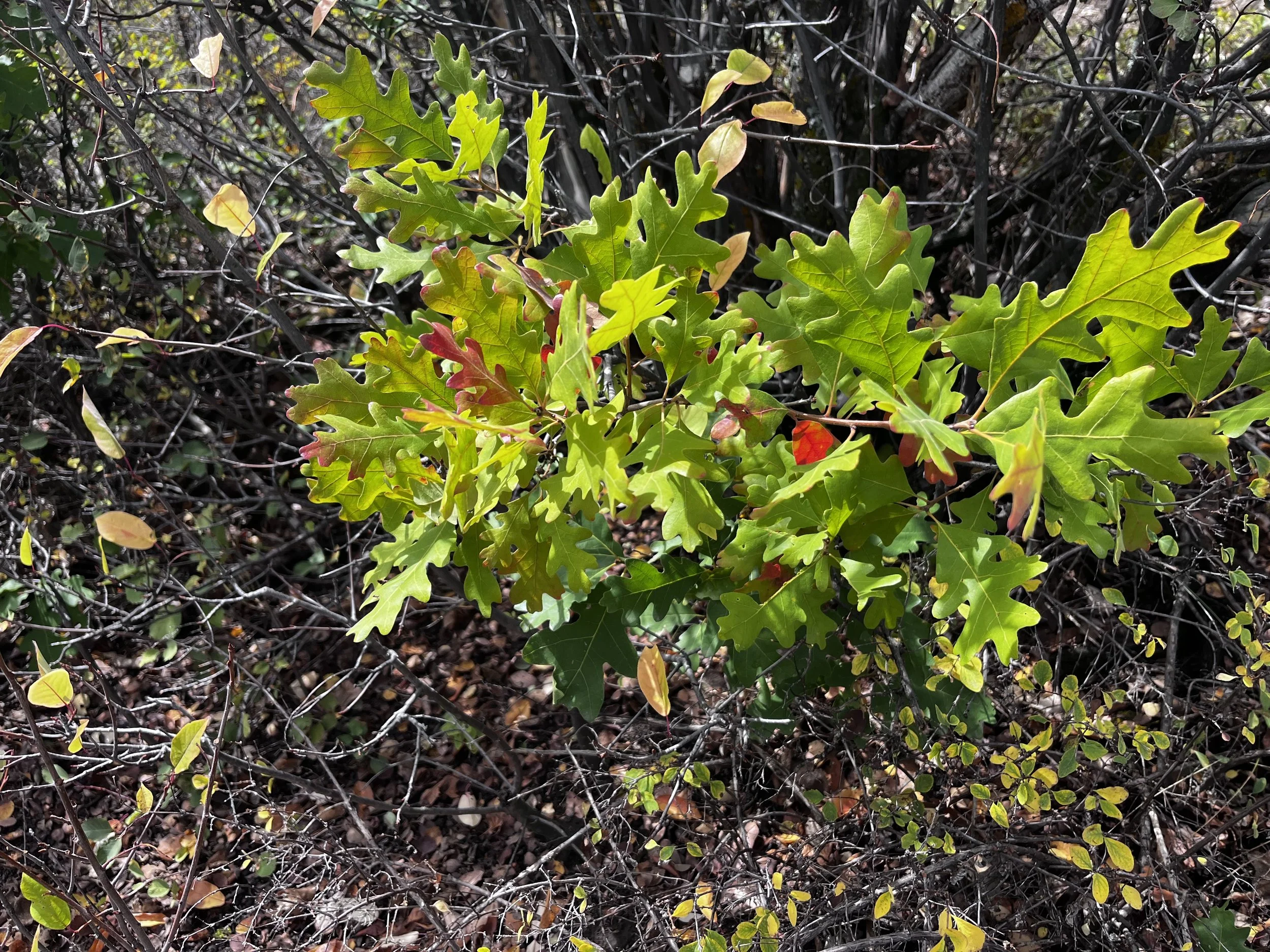 Green oak leaves beginning to turn red and yellow in early fall.
