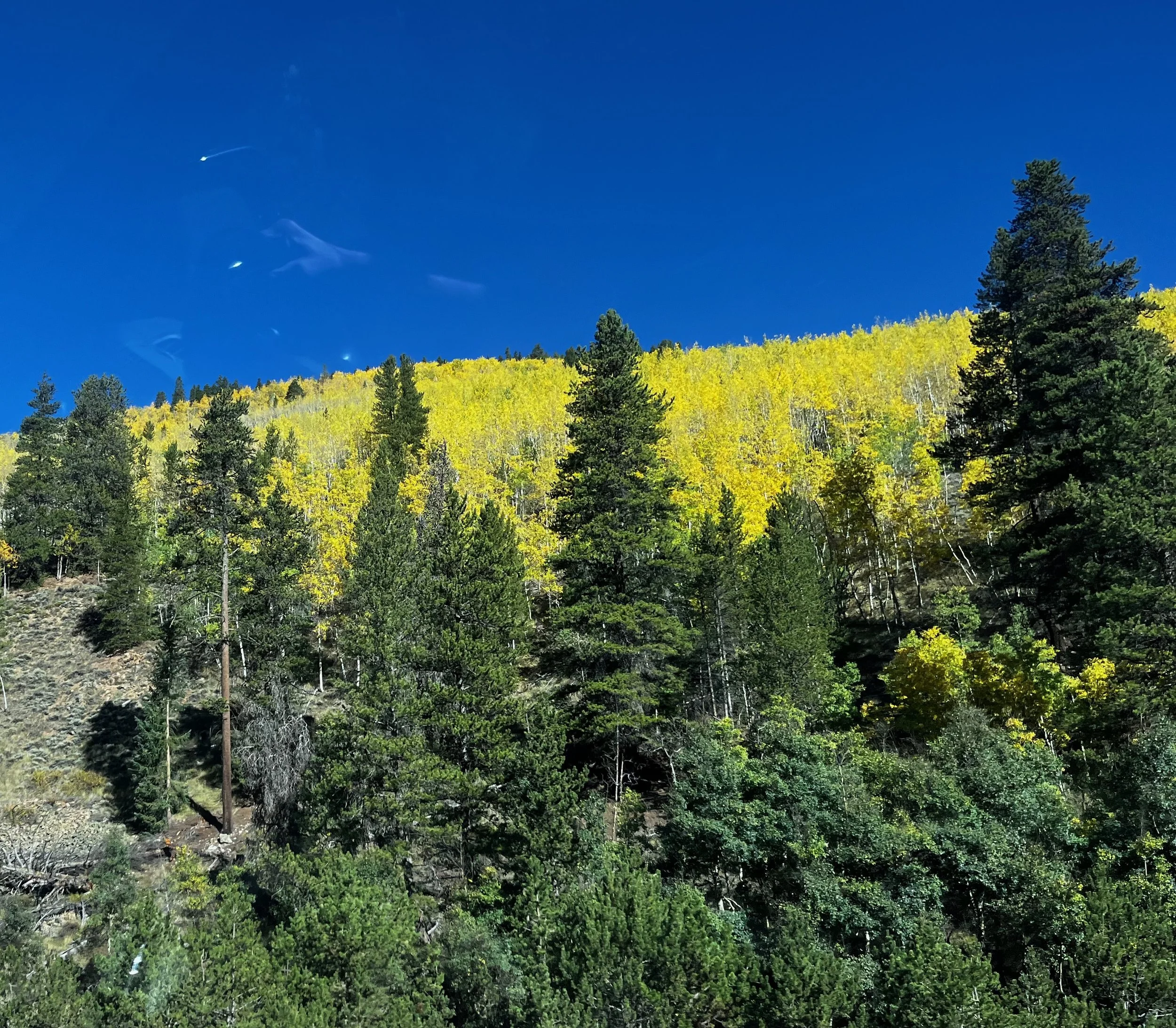 Bright yellow aspens cover a hillside above dark evergreen trees in Summit County, Colorado, beneath a clear blue sky.