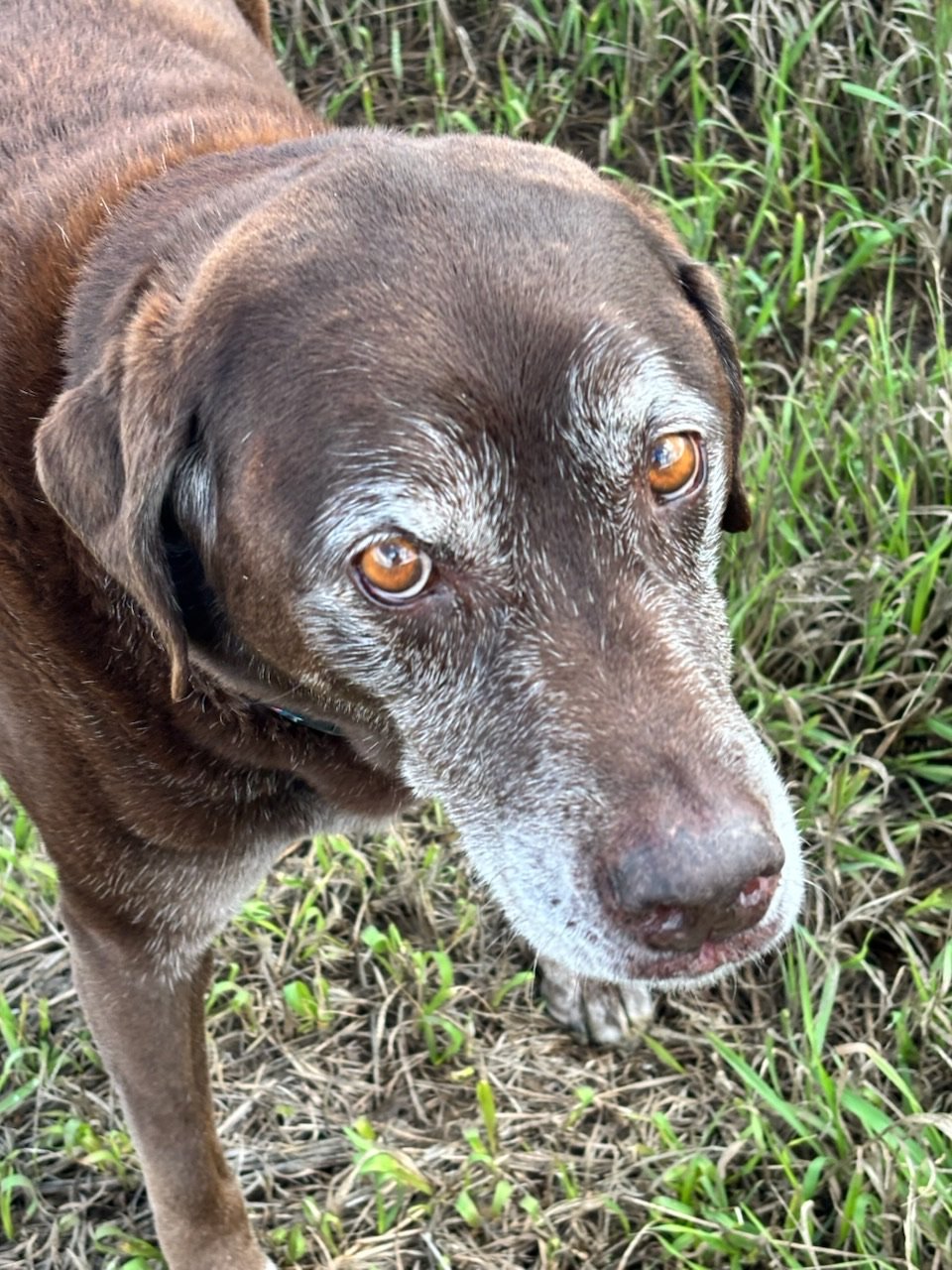 An elderly chocolate lab in the garden.