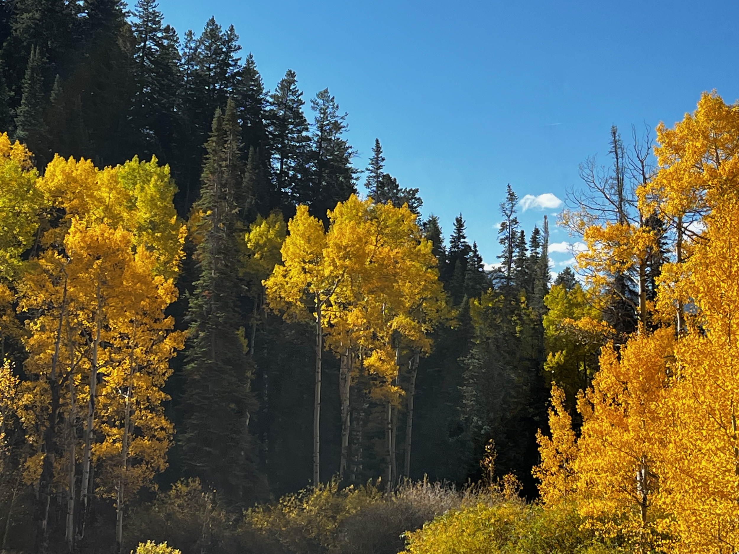 Autumn scene with yellow and orange trees against a background of dark green pine trees and a bright blue sky with a few white clouds.