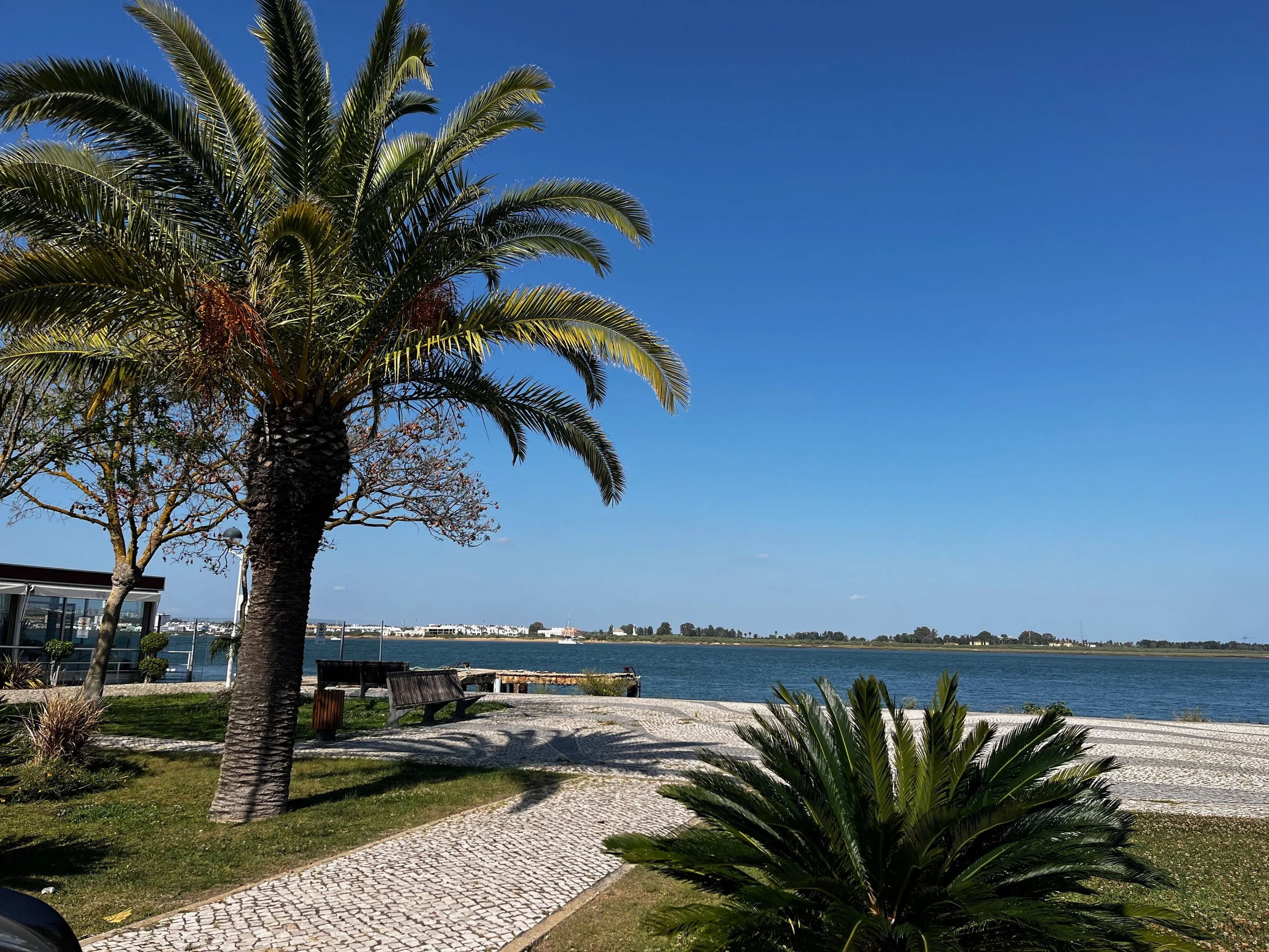 A lakeside scene featuring palm trees, a paved walkway, benches, and a blue sky with a body of water in the background.