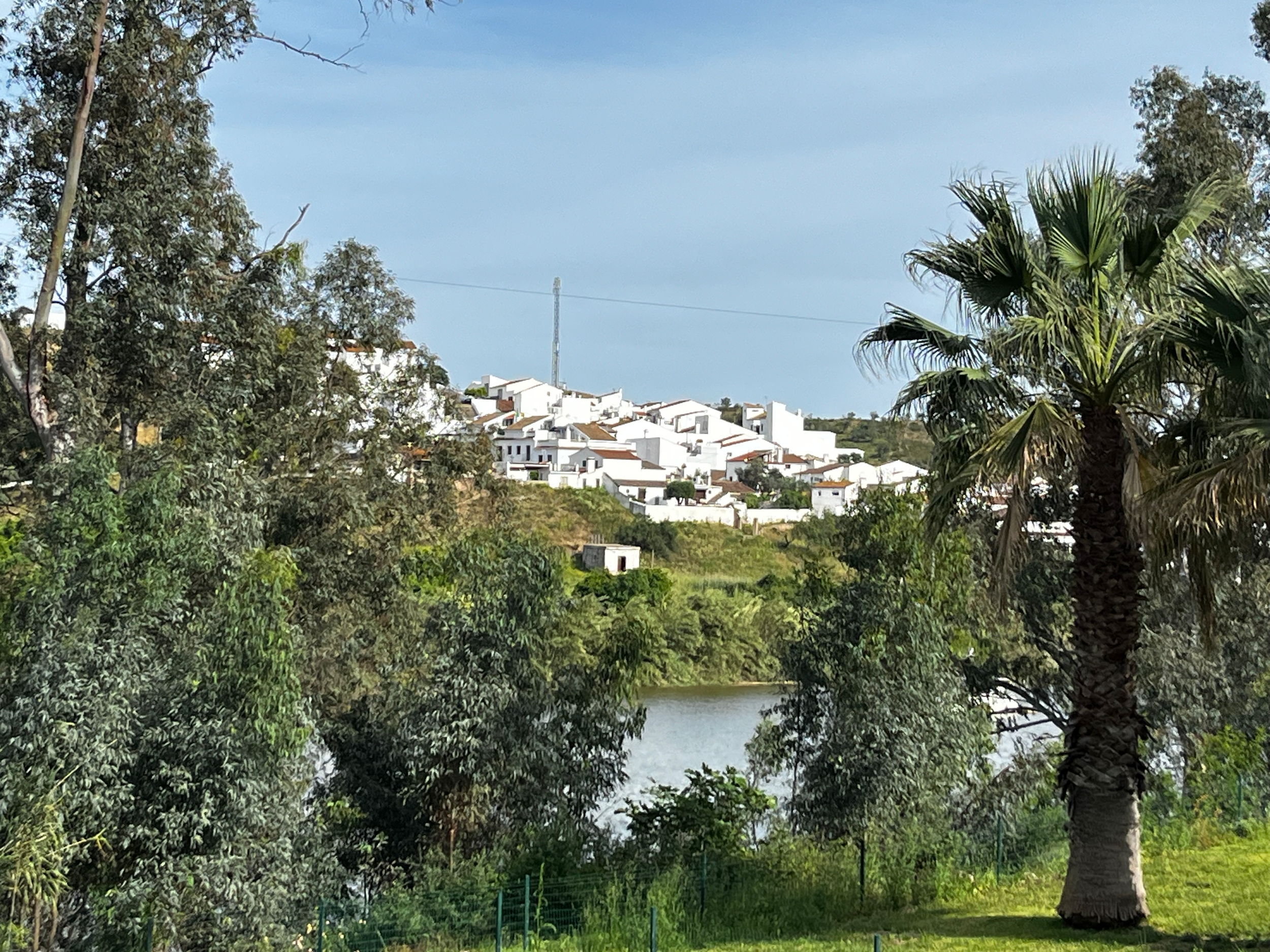 A scenic landscape featuring a tall palm tree in the foreground, lush green trees surrounding a small river, and white residential buildings on a hillside in the background under a partly cloudy sky.