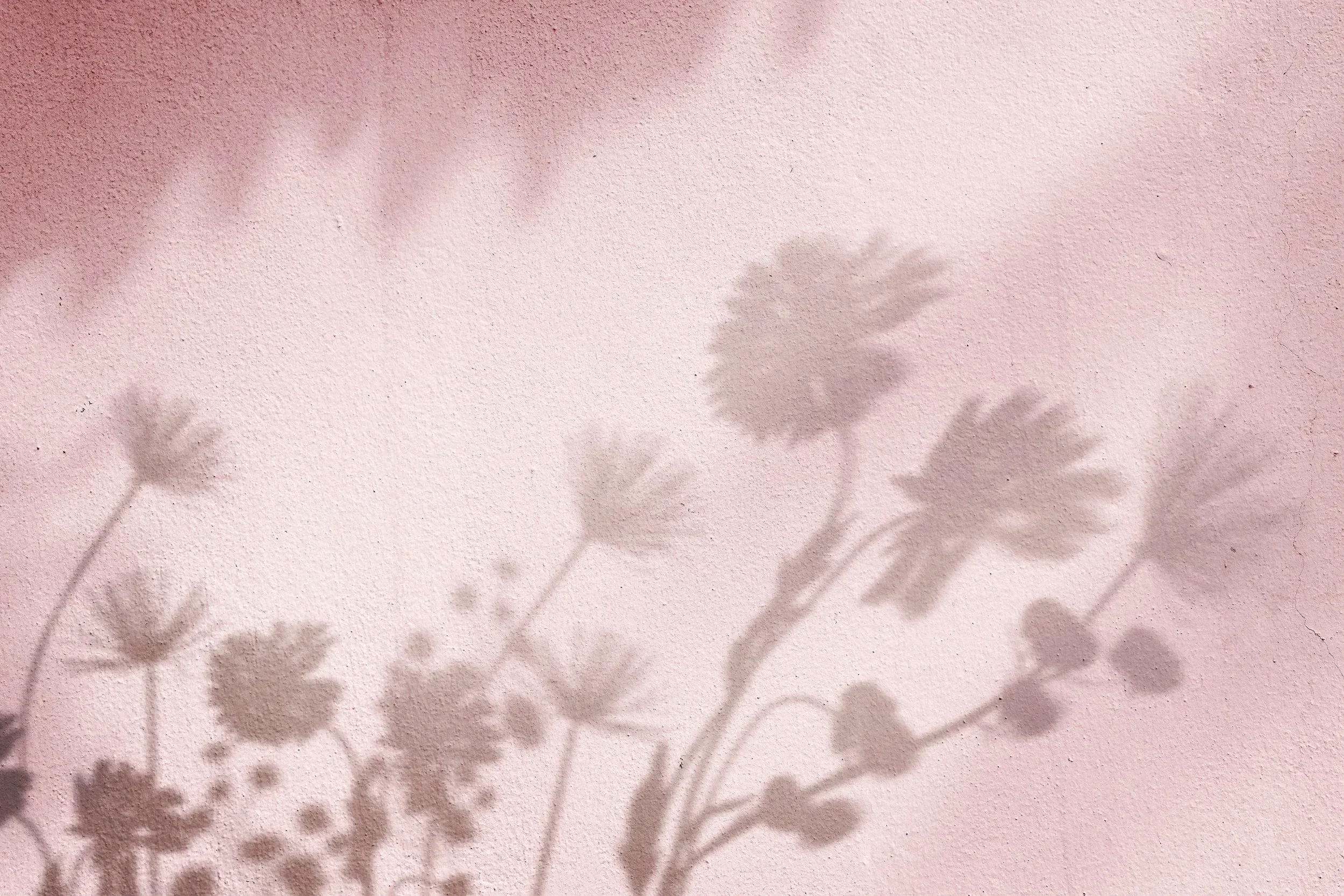 Shadows of leaves cast on a pink textured wall.