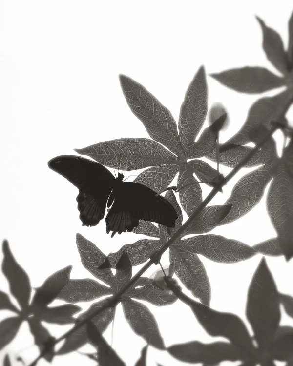 "Recollections" 