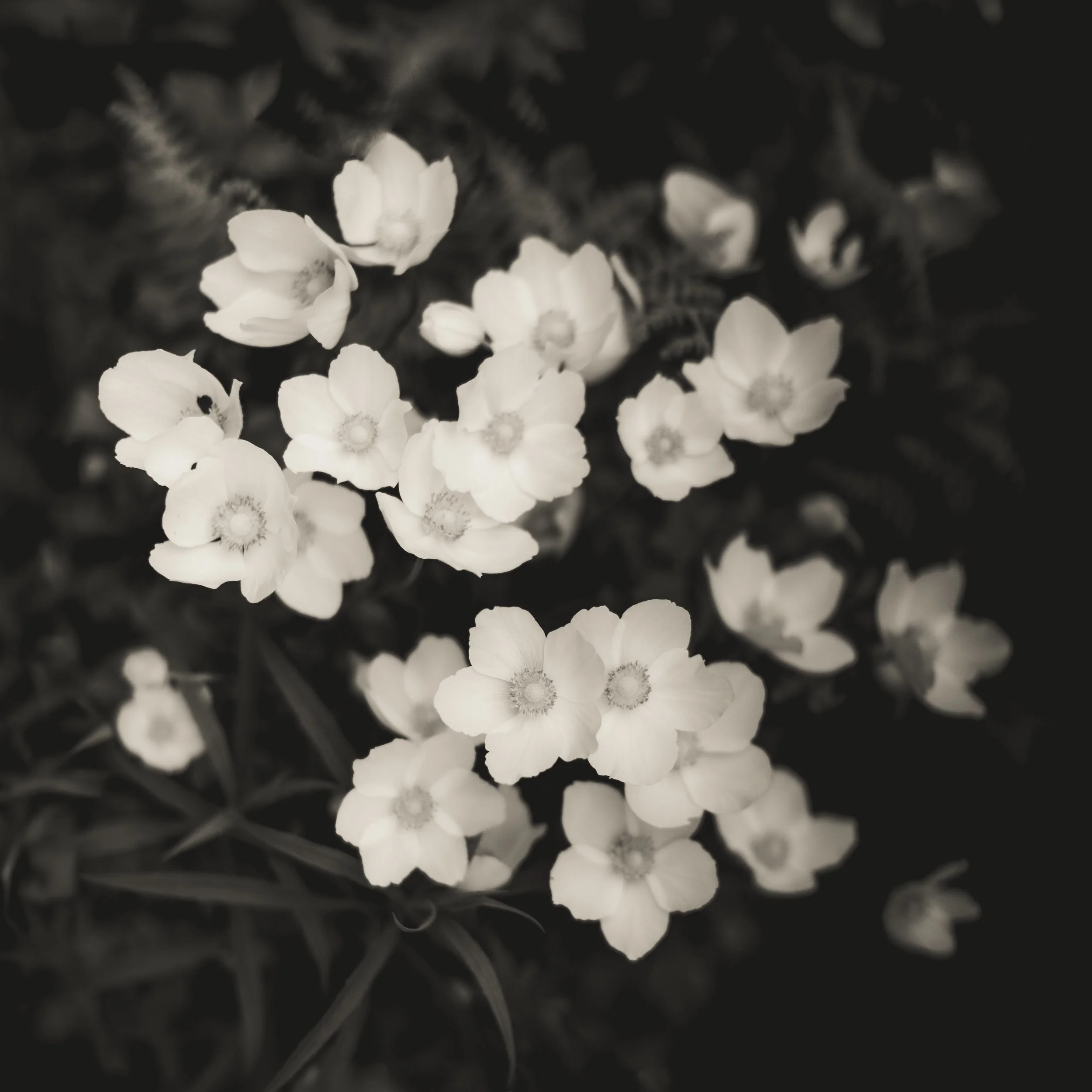 Anenomes in May.jpg