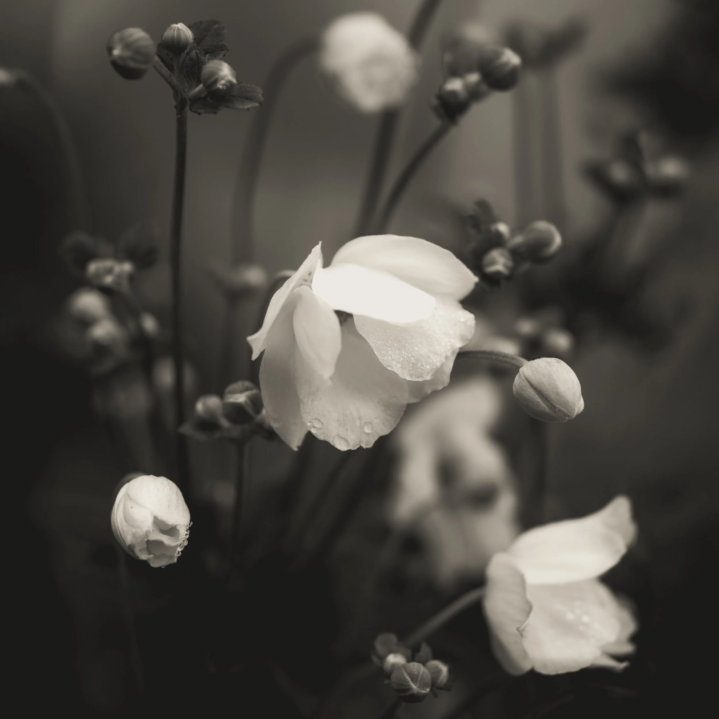 Anemones.jpg