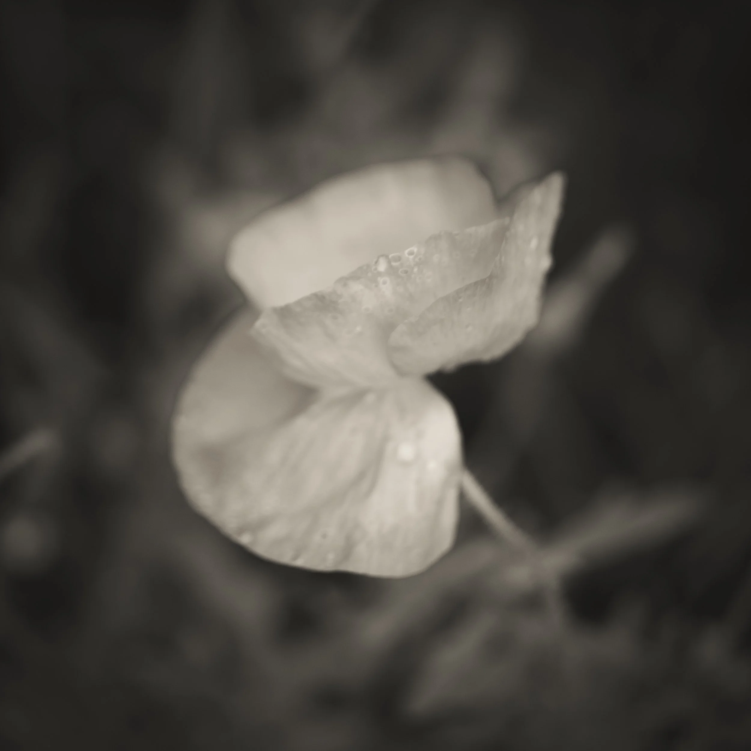Last Poppy.jpg