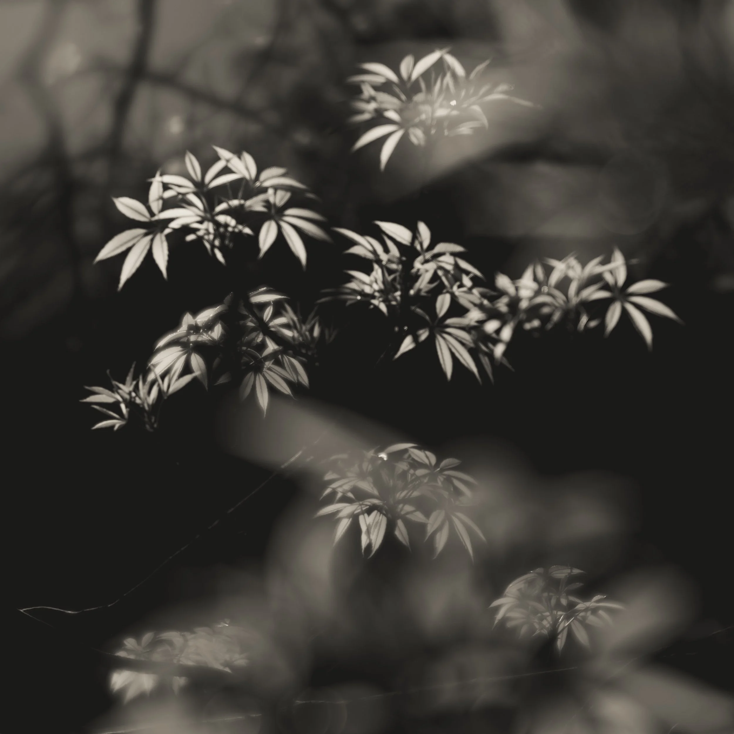 Leaves Dancing.jpg