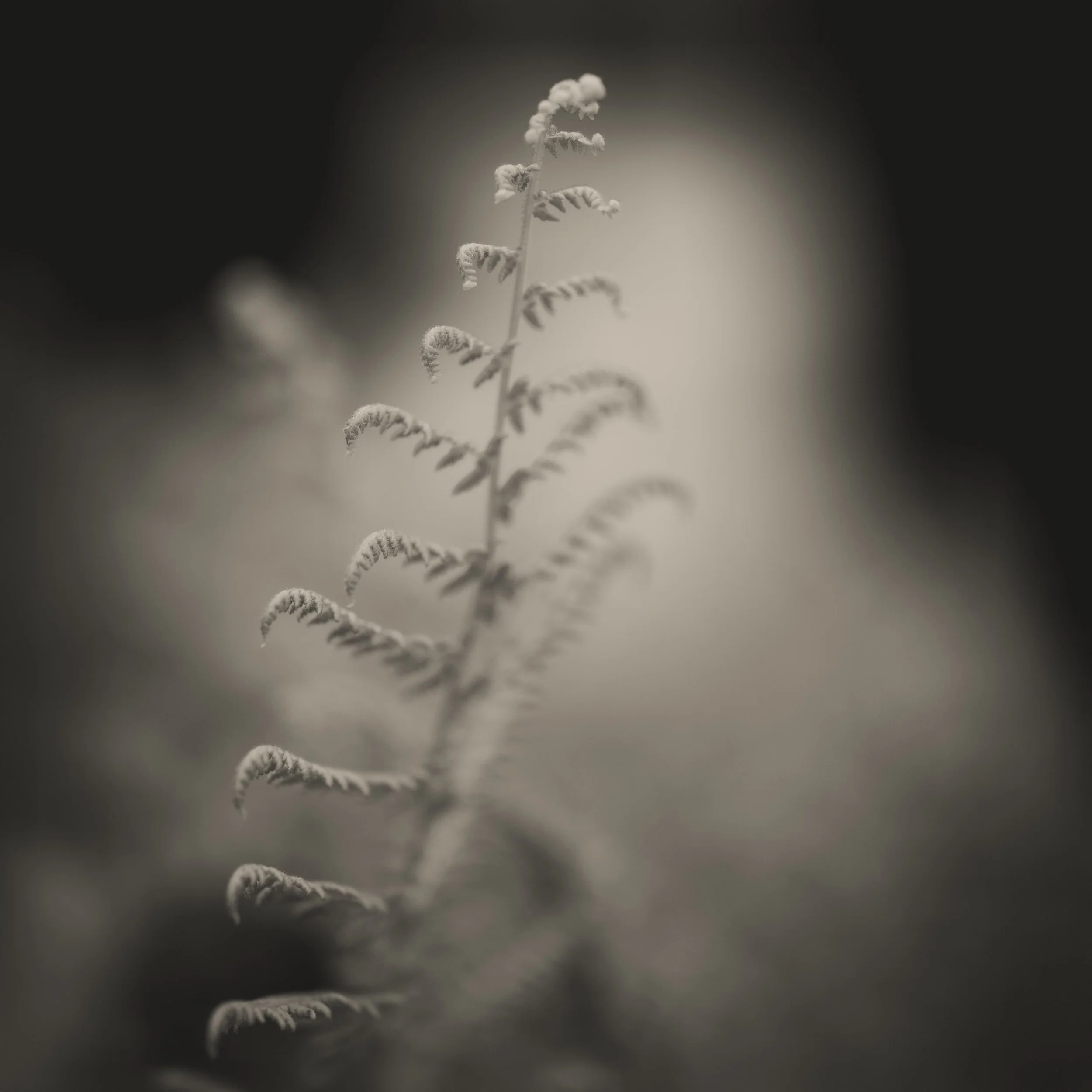 Unfurling.jpg
