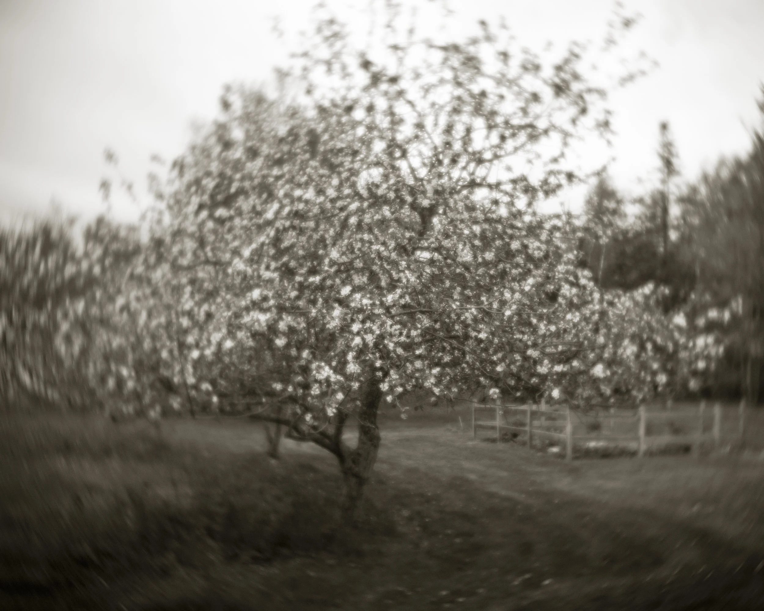 May Blossoms.jpg