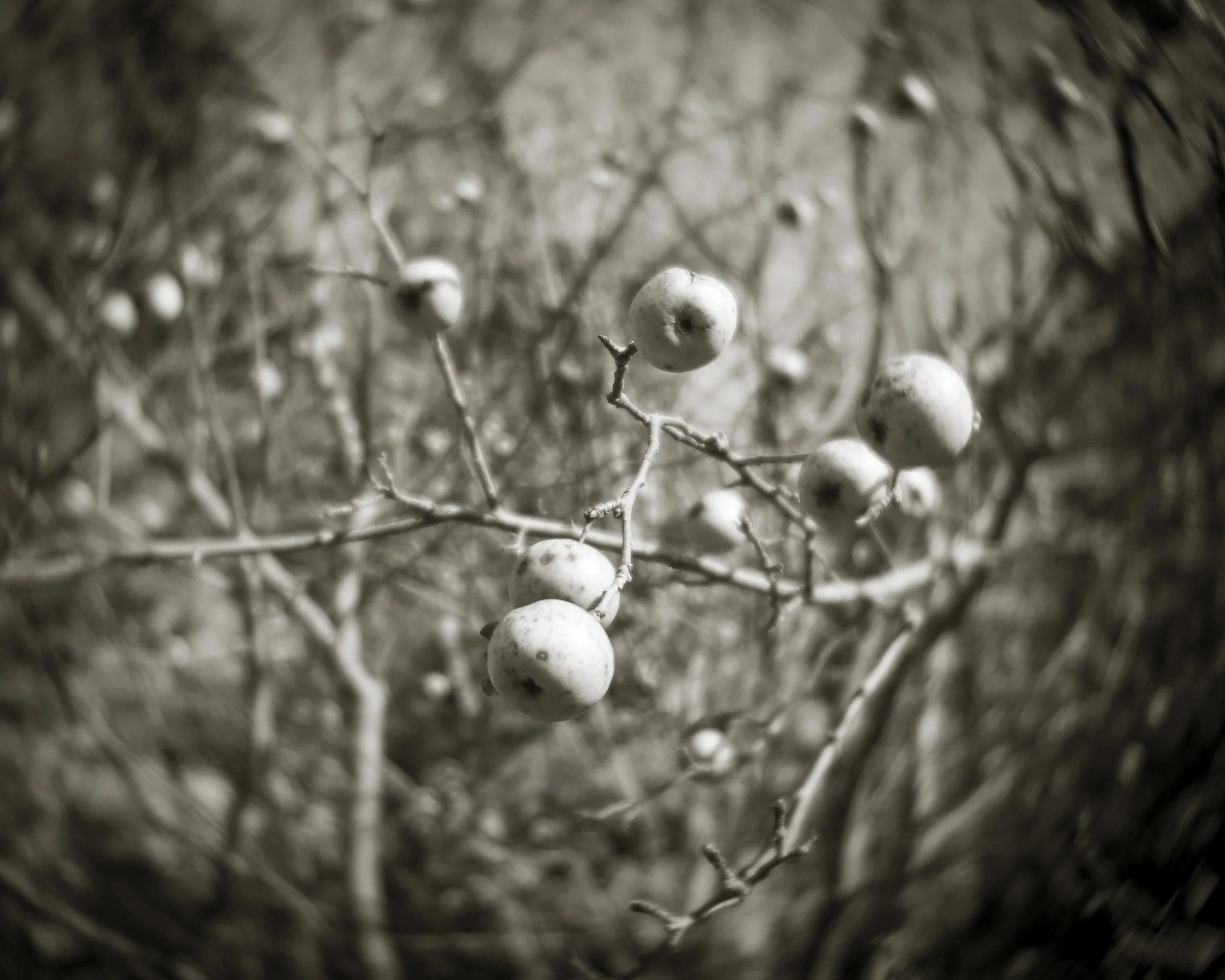Old Apples.jpg