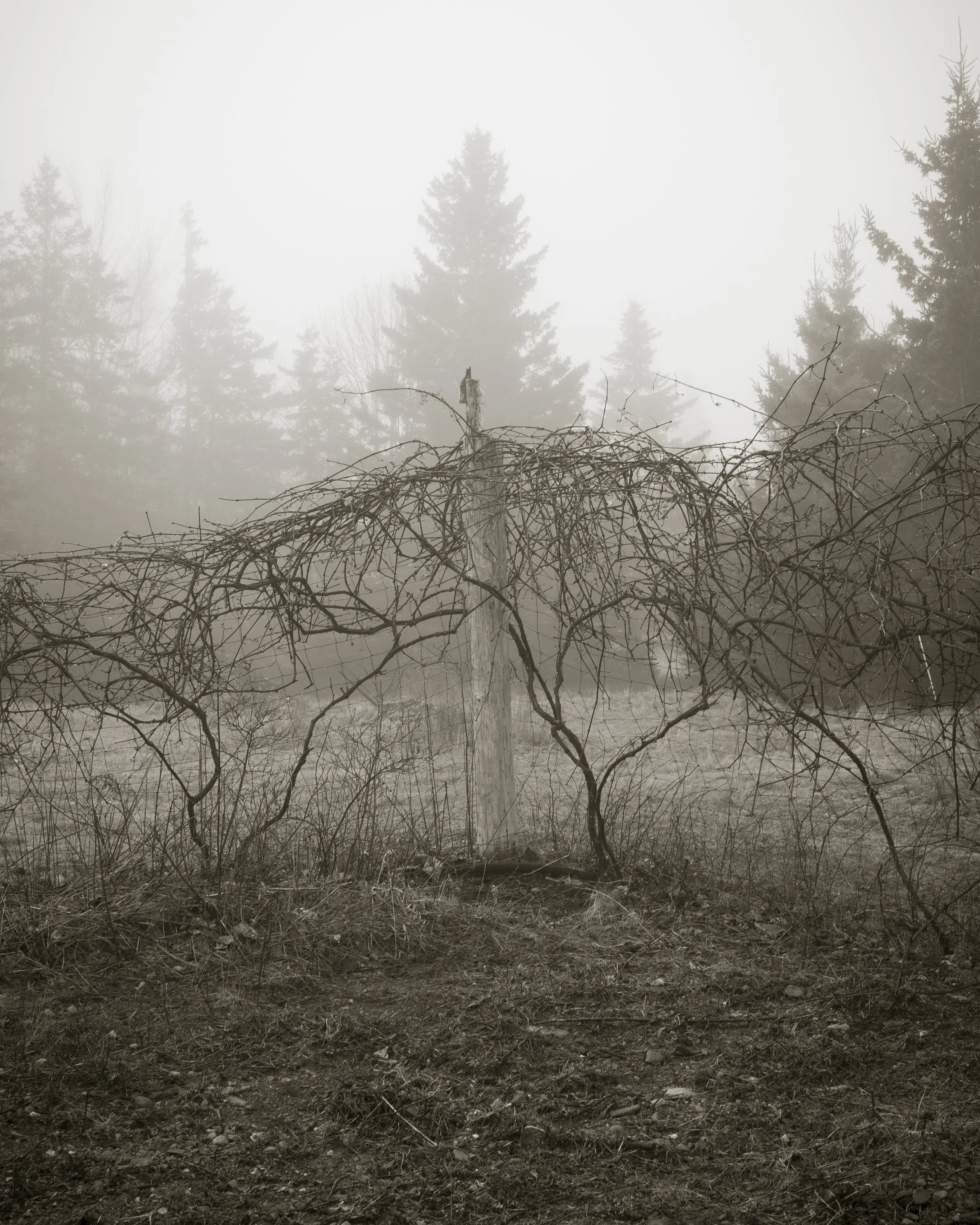 Summer Garden in the Spring.jpg