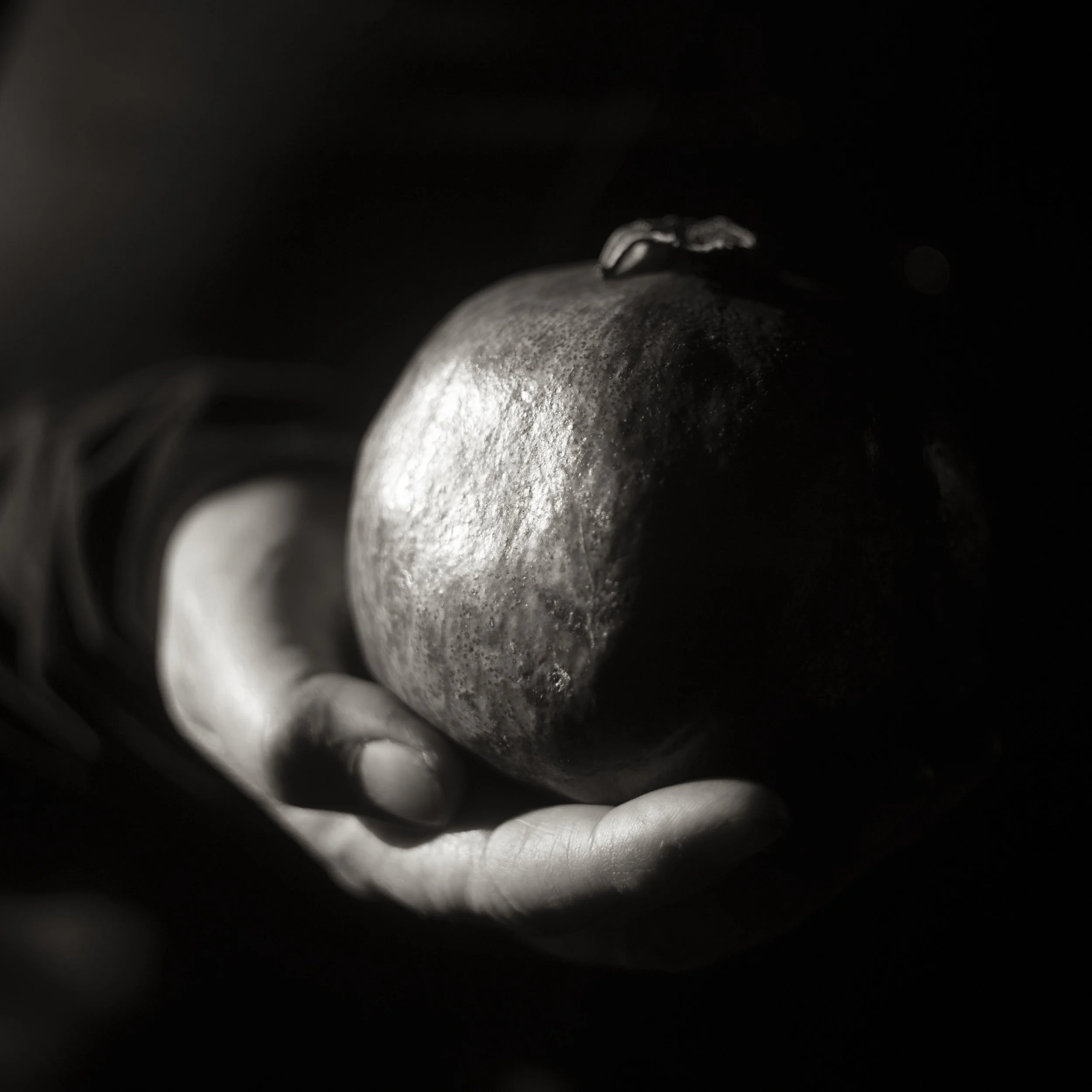 Anne's Pomegranate.jpg
