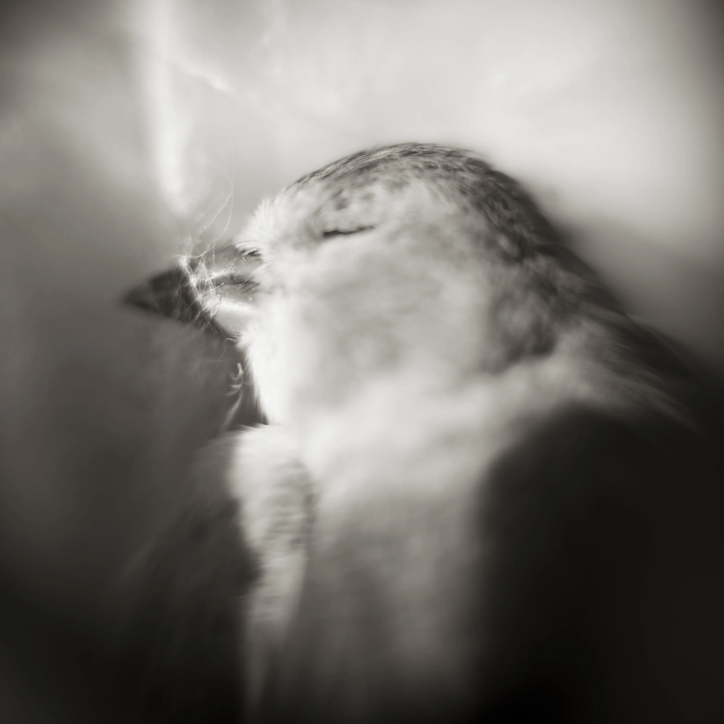 At Rest.jpg