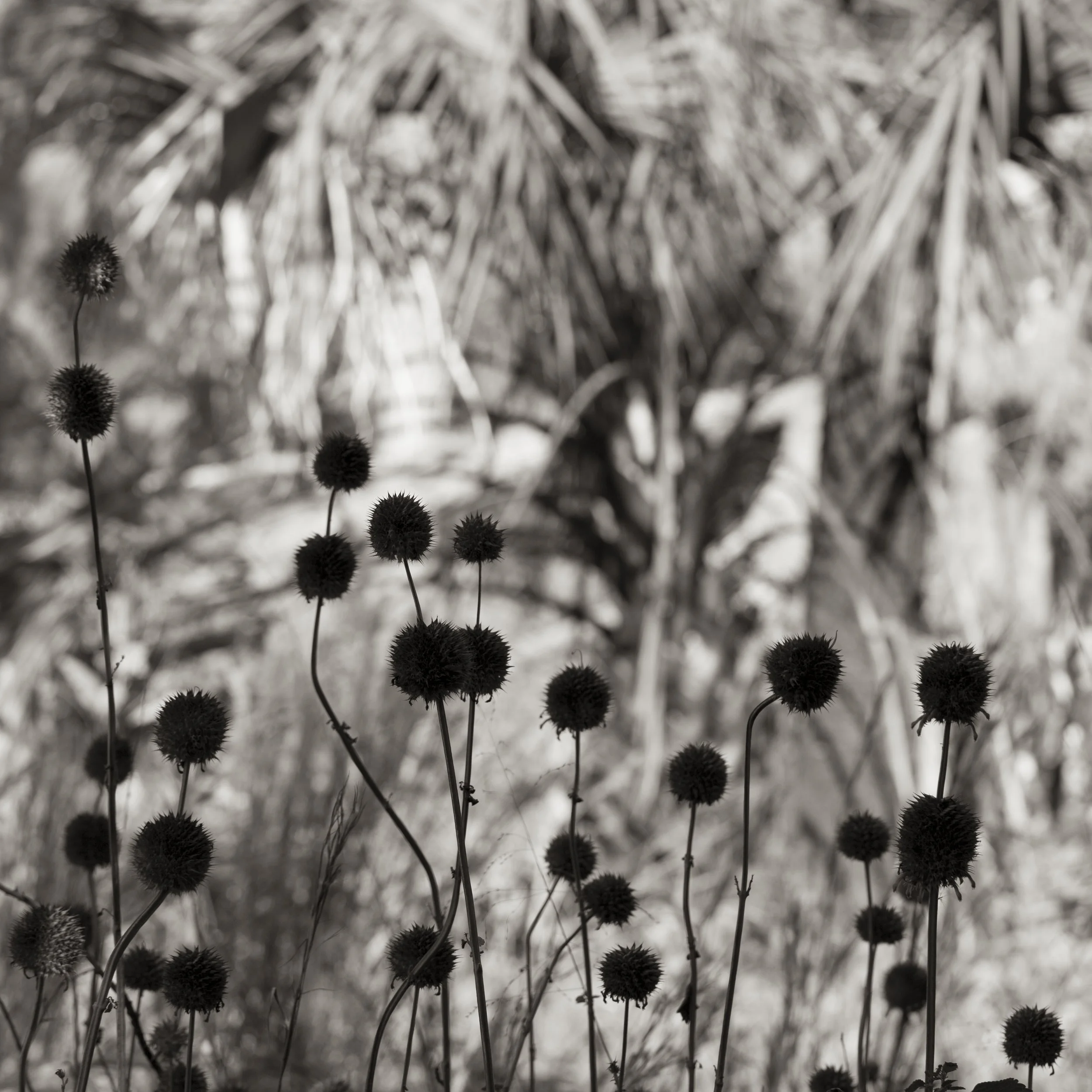 Botanicals.jpg