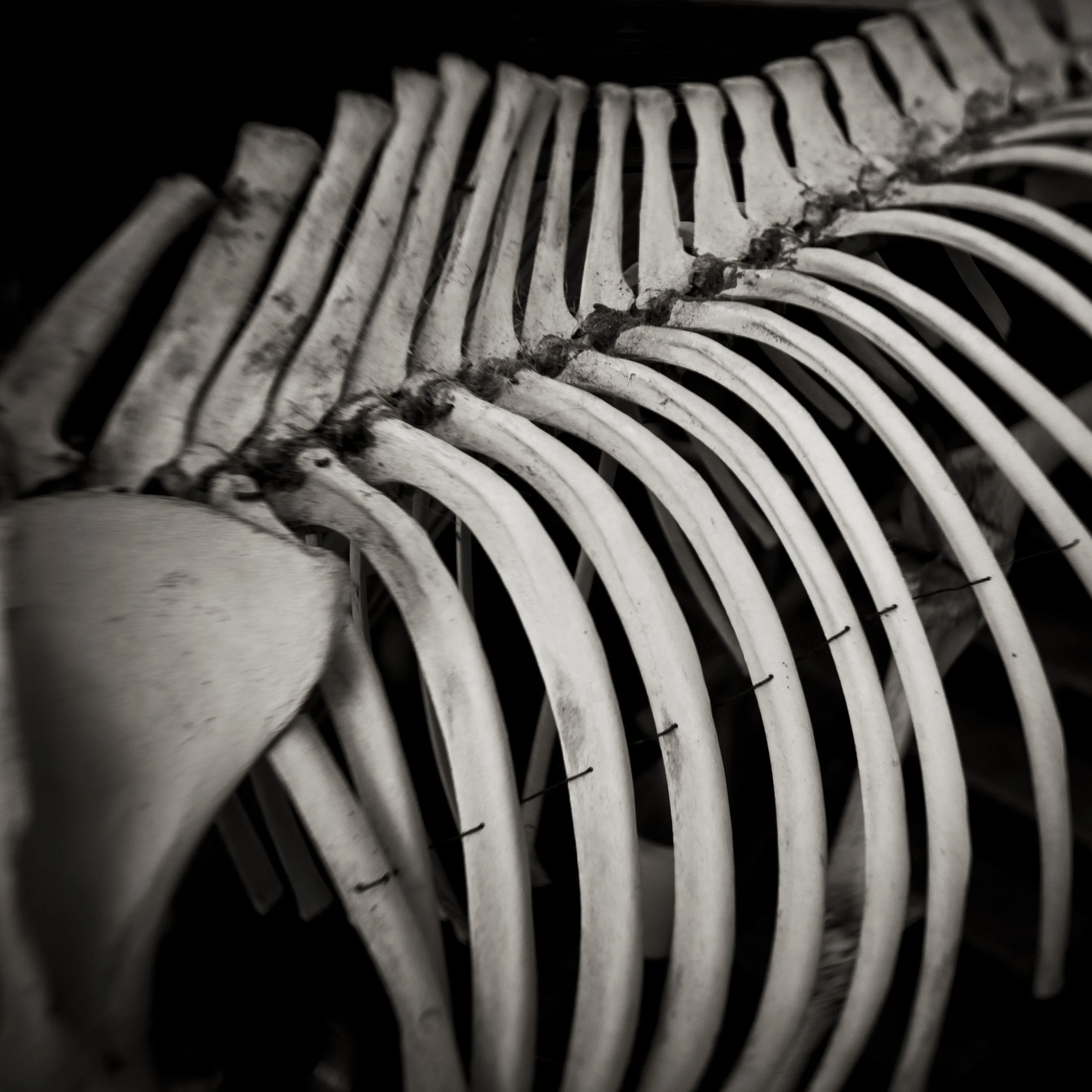 Horse Bones.jpg