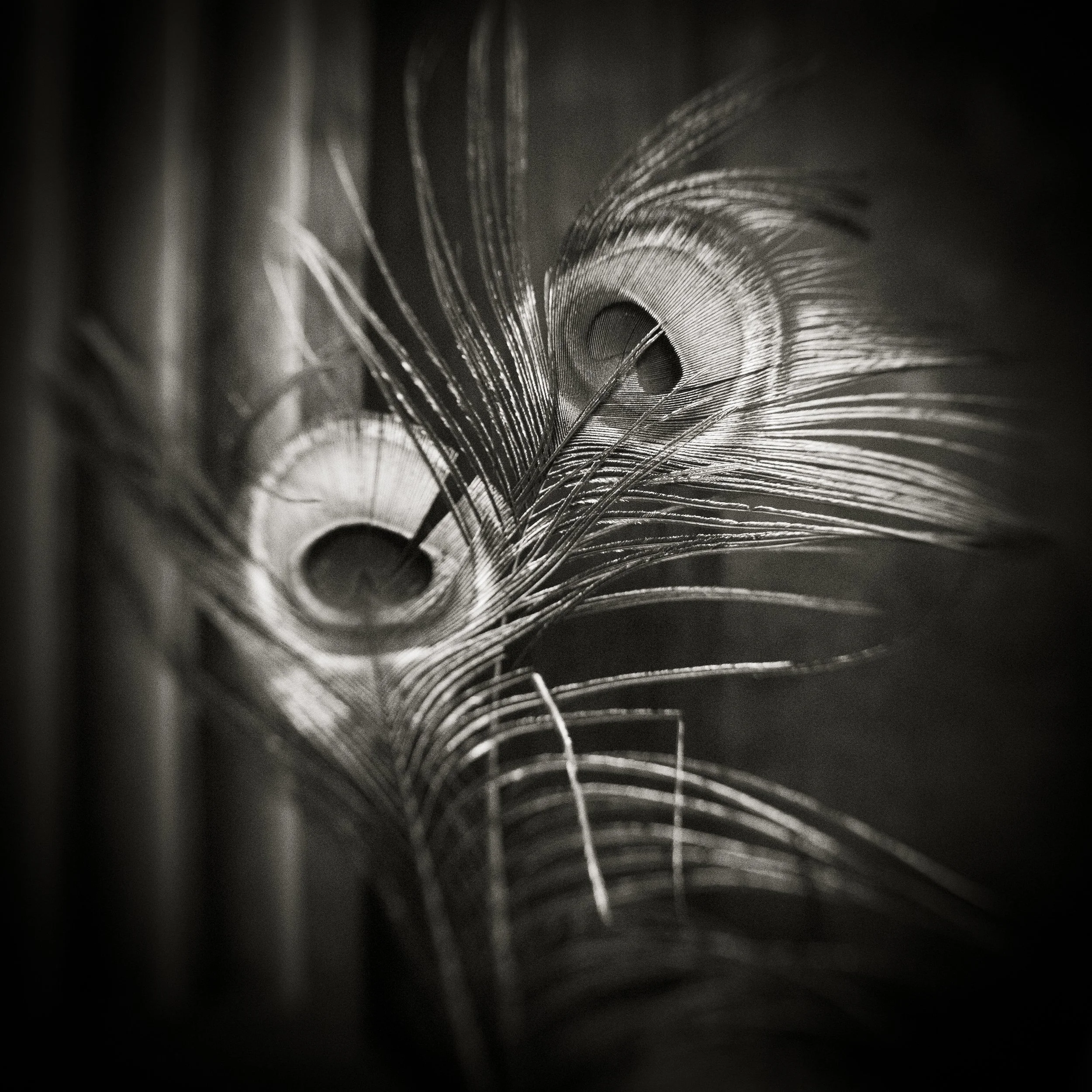 Ostrich Feathers.jpg