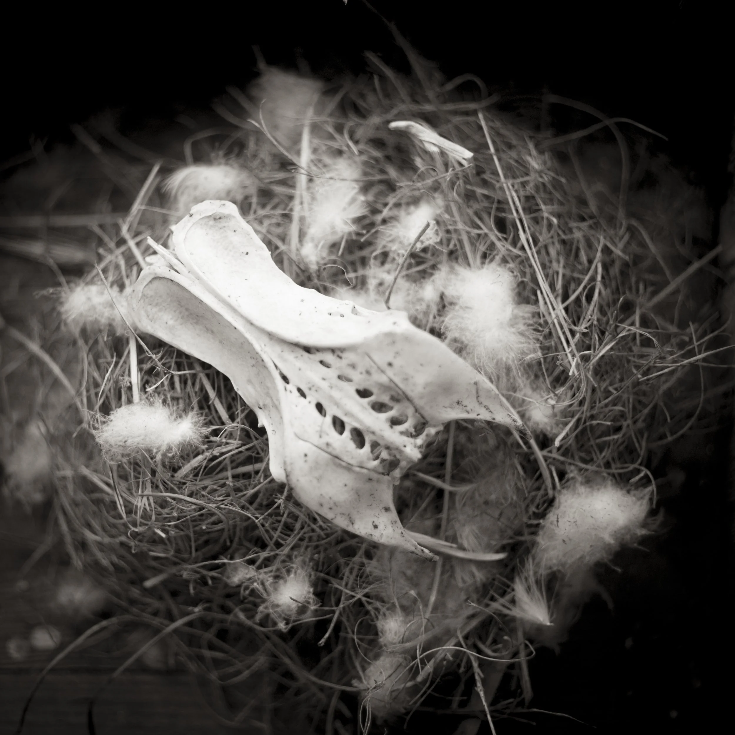Skulls, Nests & Feathers.jpg