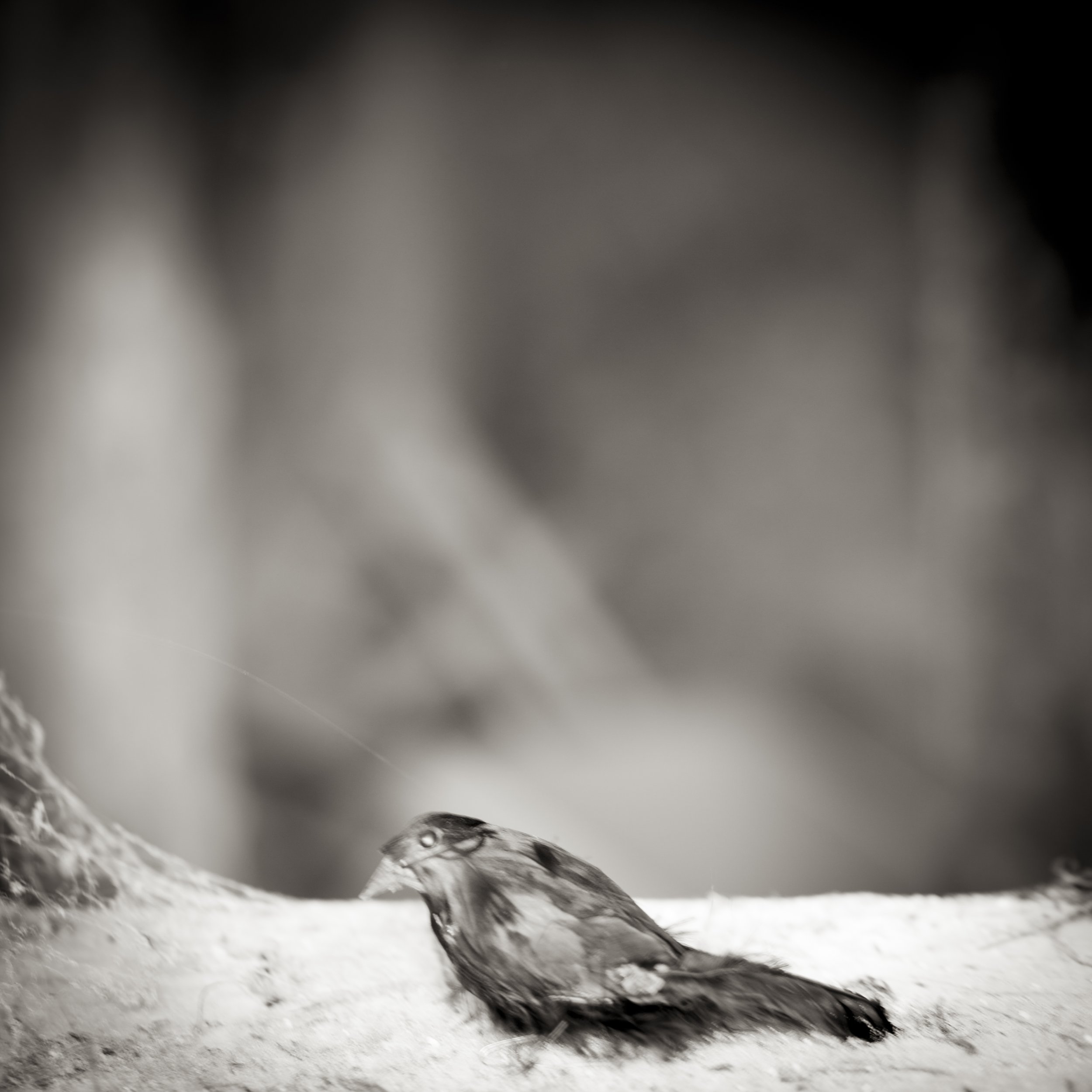 Small Bird Waiting.jpg