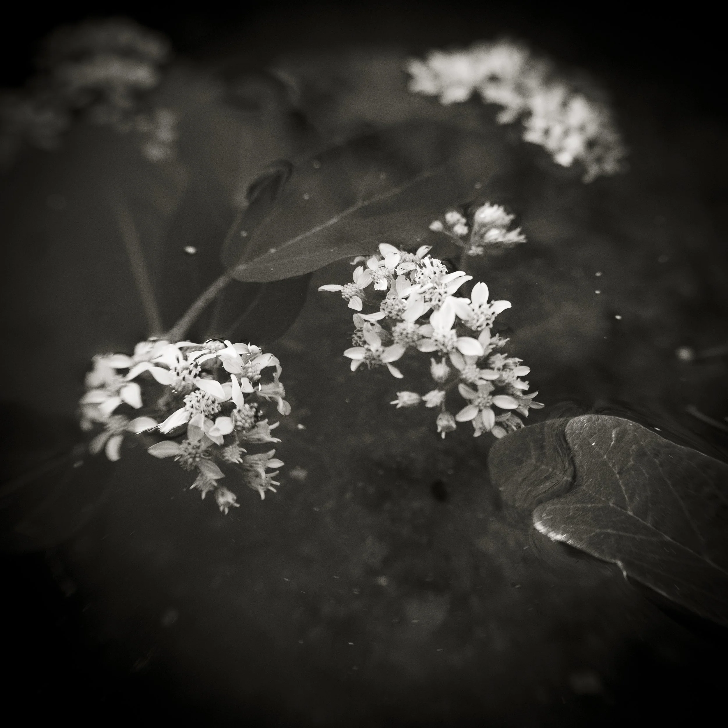 Water Flowers.jpg