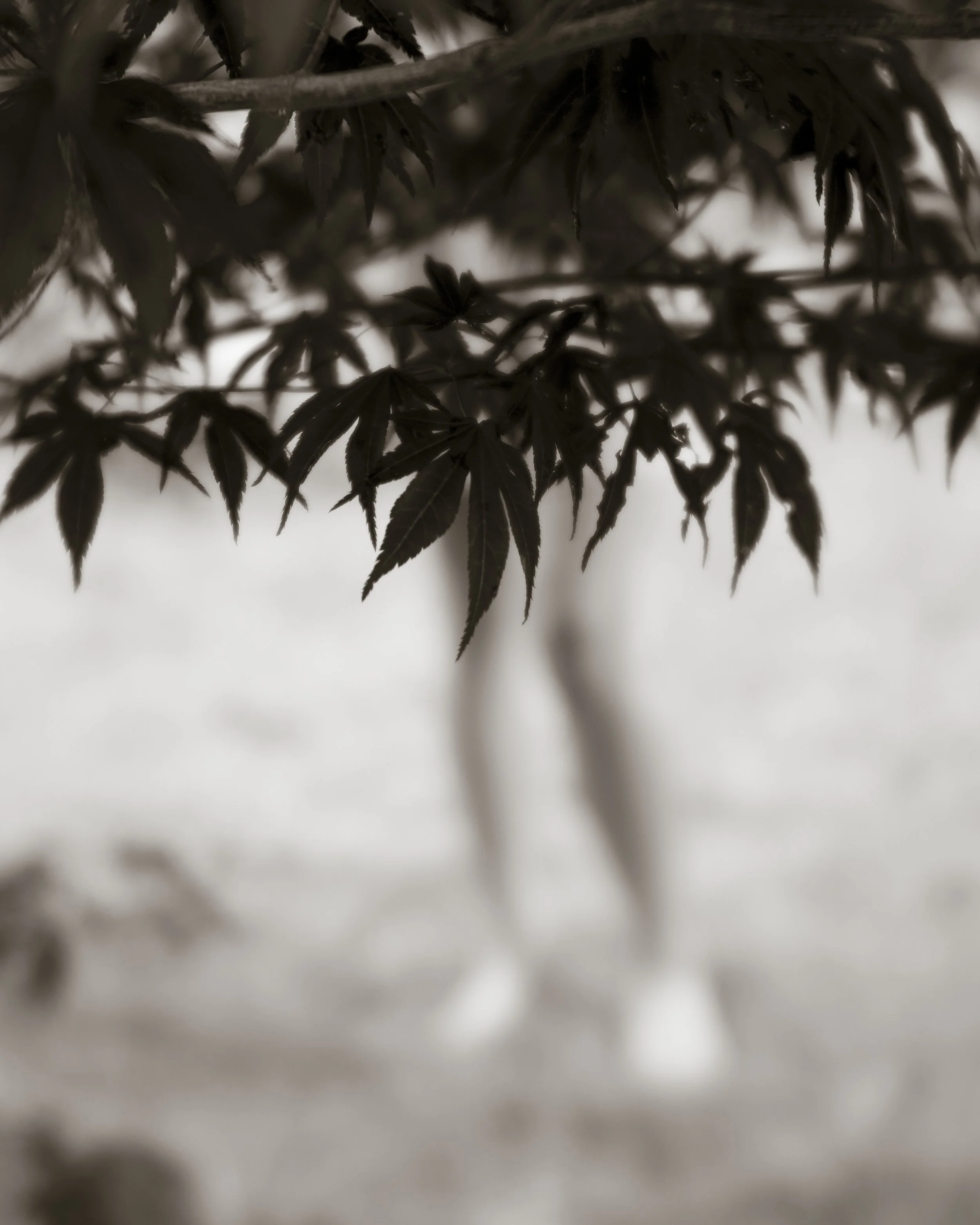 Through Leaves.jpg