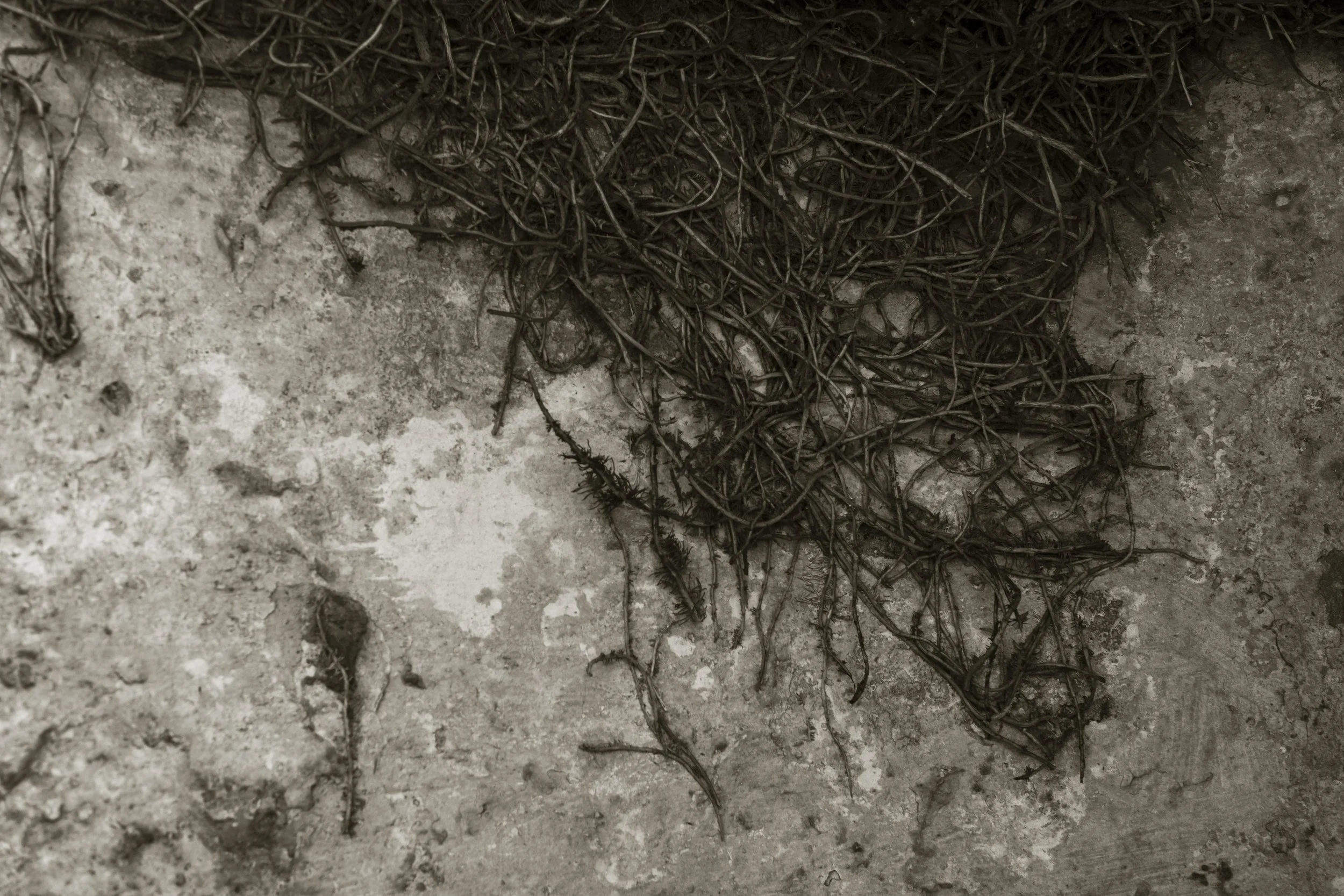 Roots.jpg