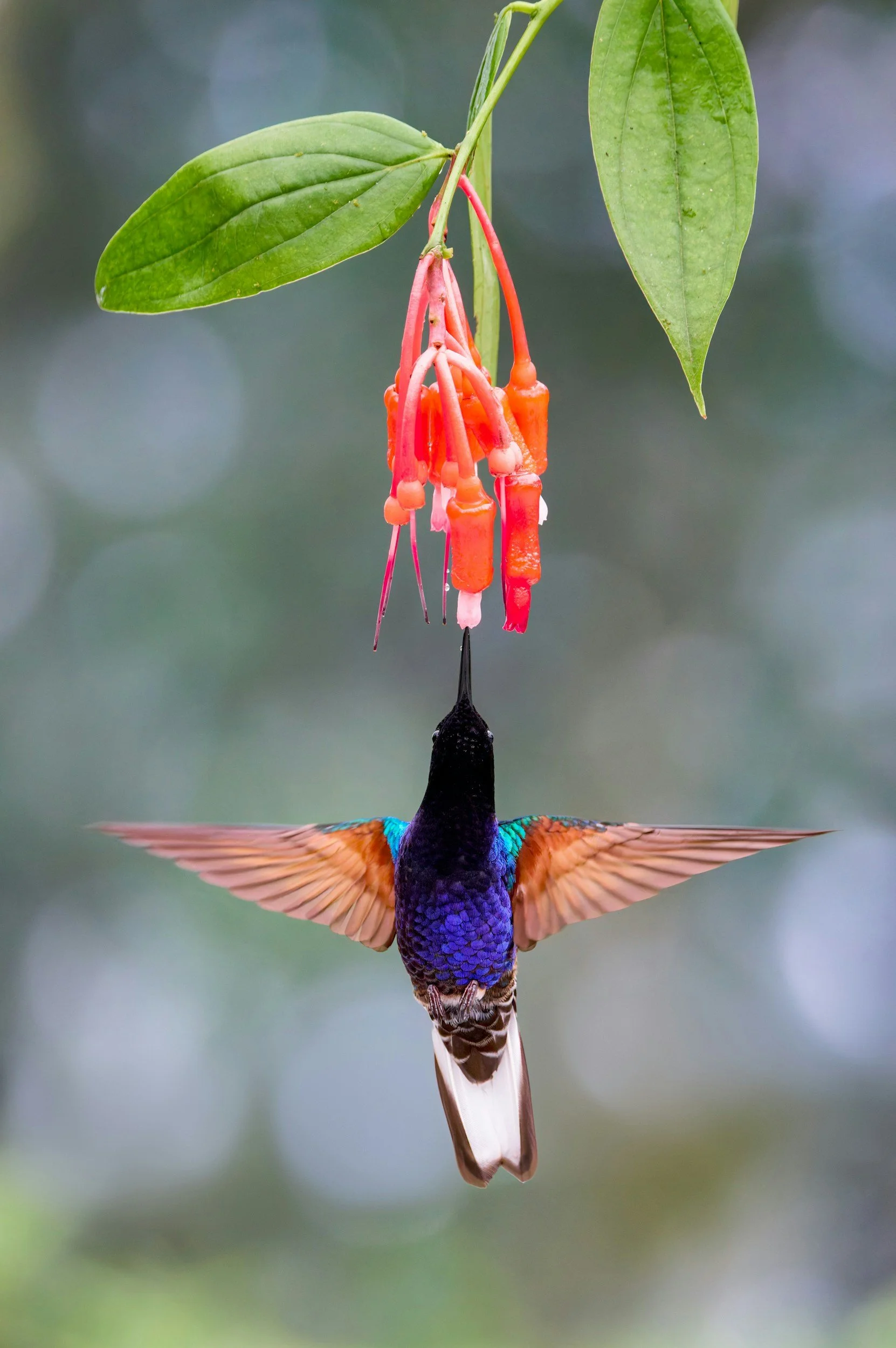 Hummingbird feeding from hanging orange and pink tubular flowers.