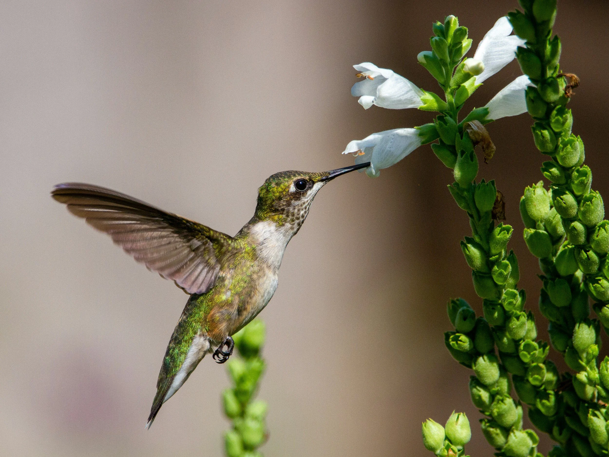 A hummingbird with green and brown feathers feeding from a white flower on a green plant.
