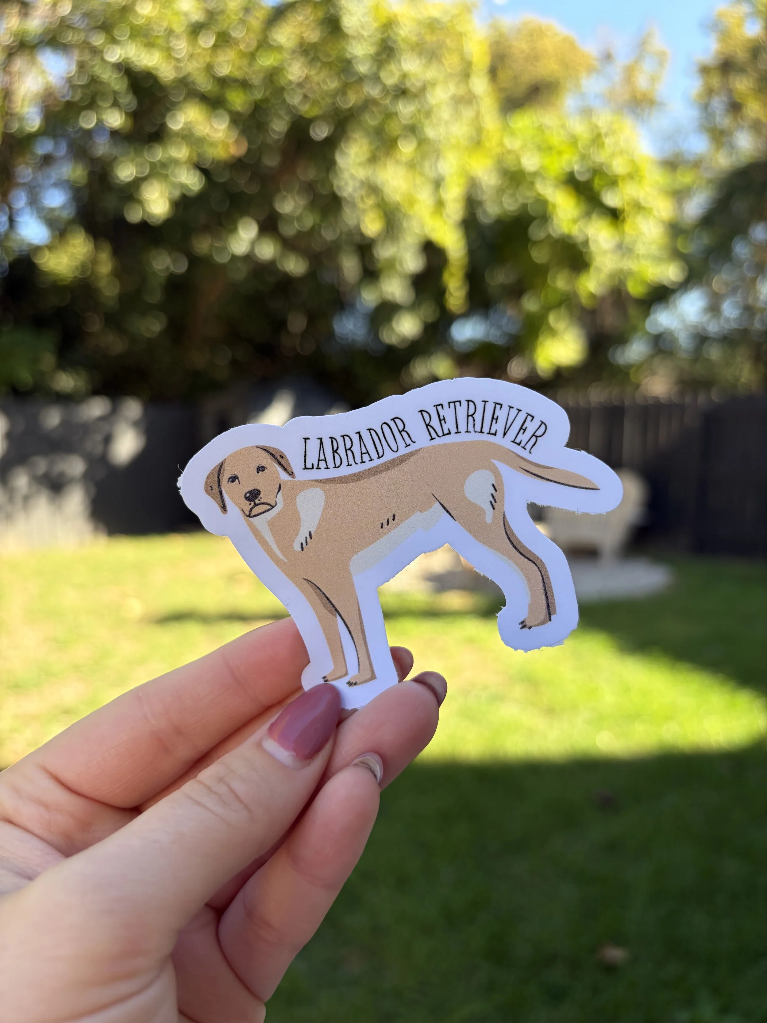 labrador_retriever.jpg