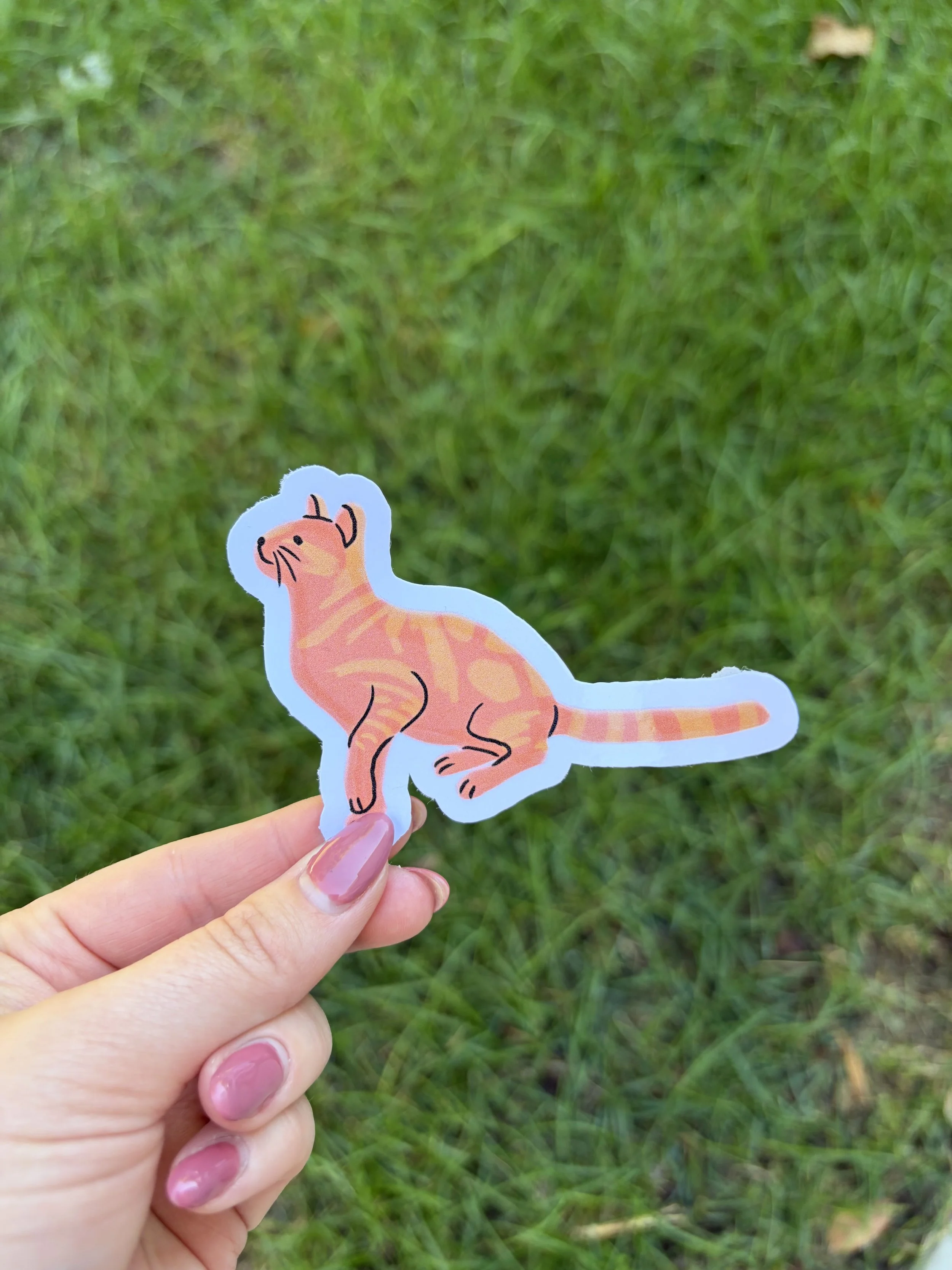 orange_cat.jpg