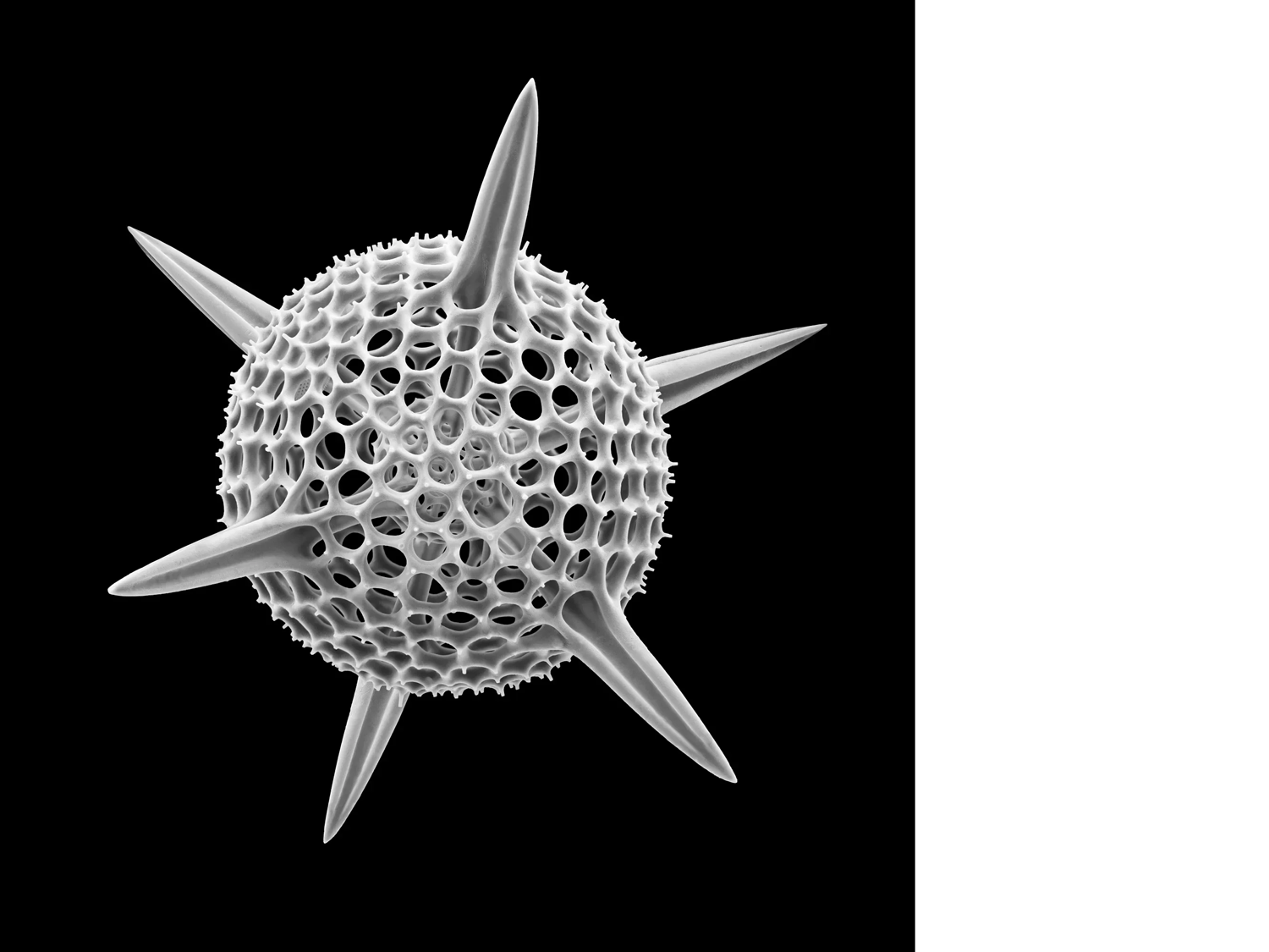 Radiolarian #2, 2023
