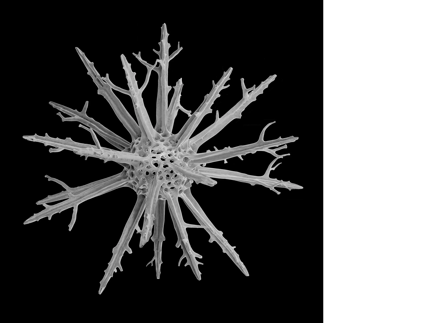 Radiolarian #3, 2023